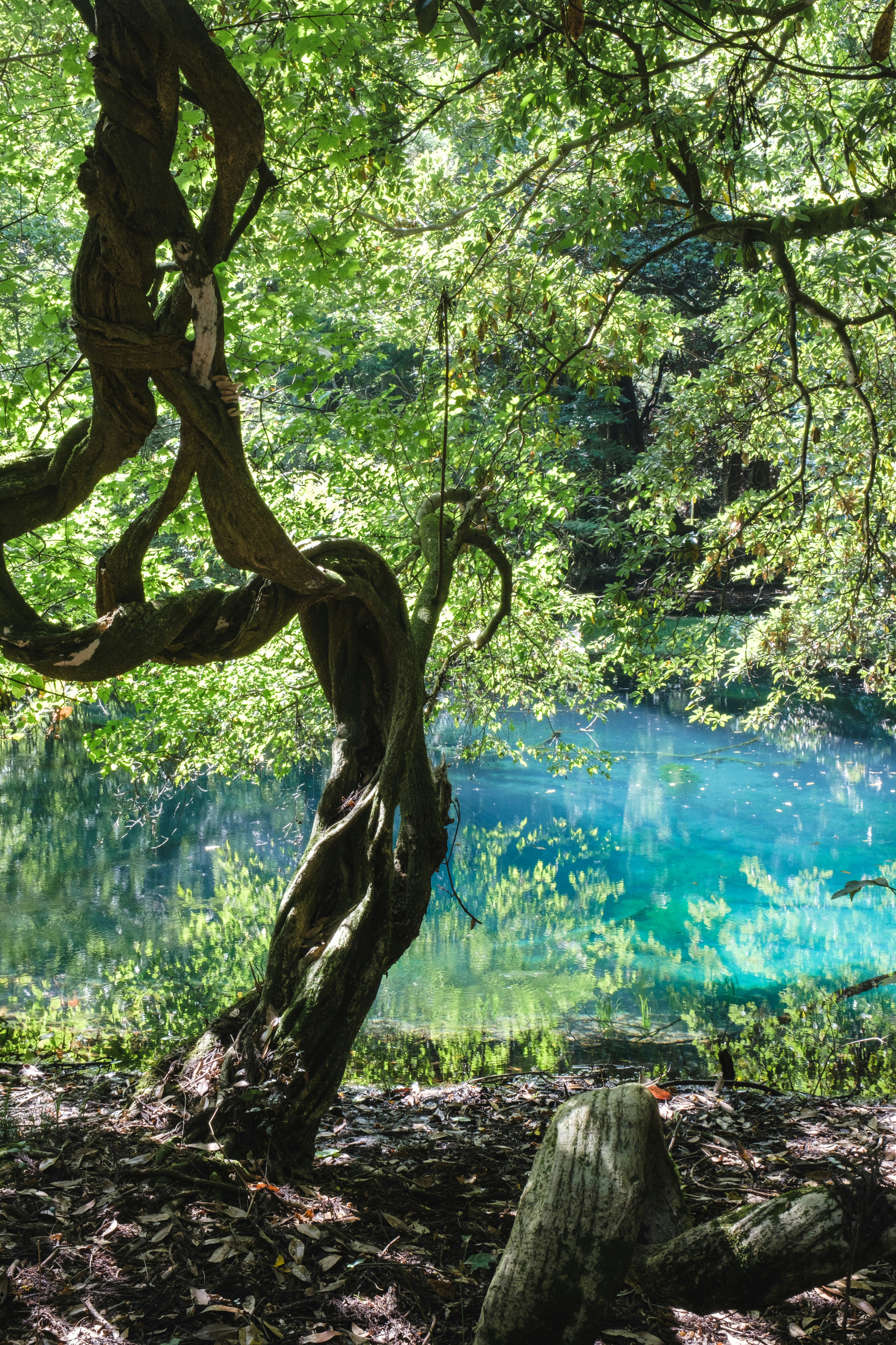 川辺の木の根元と水面が見える緑の自然風景