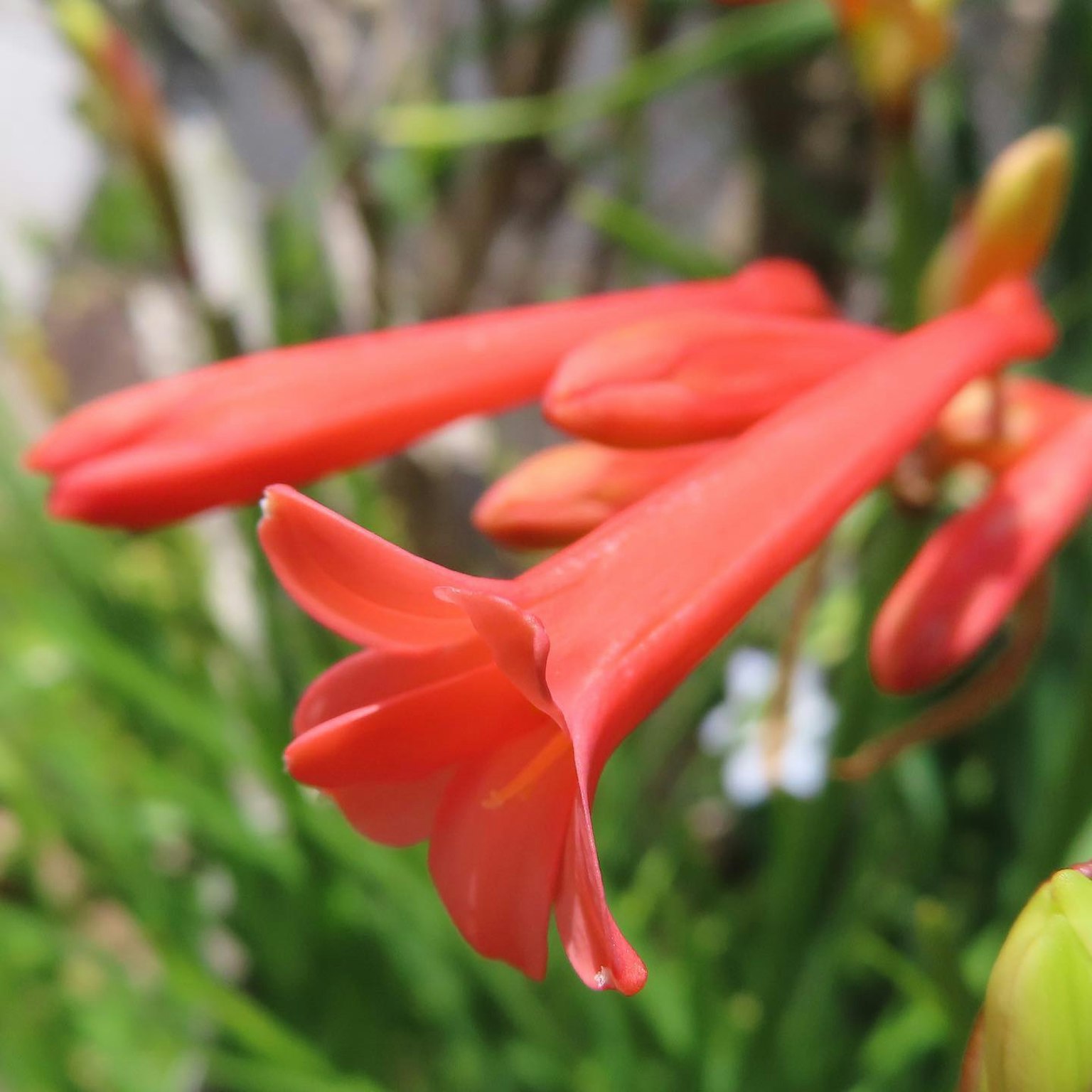 Bunga merah cerah mekar di antara daun hijau