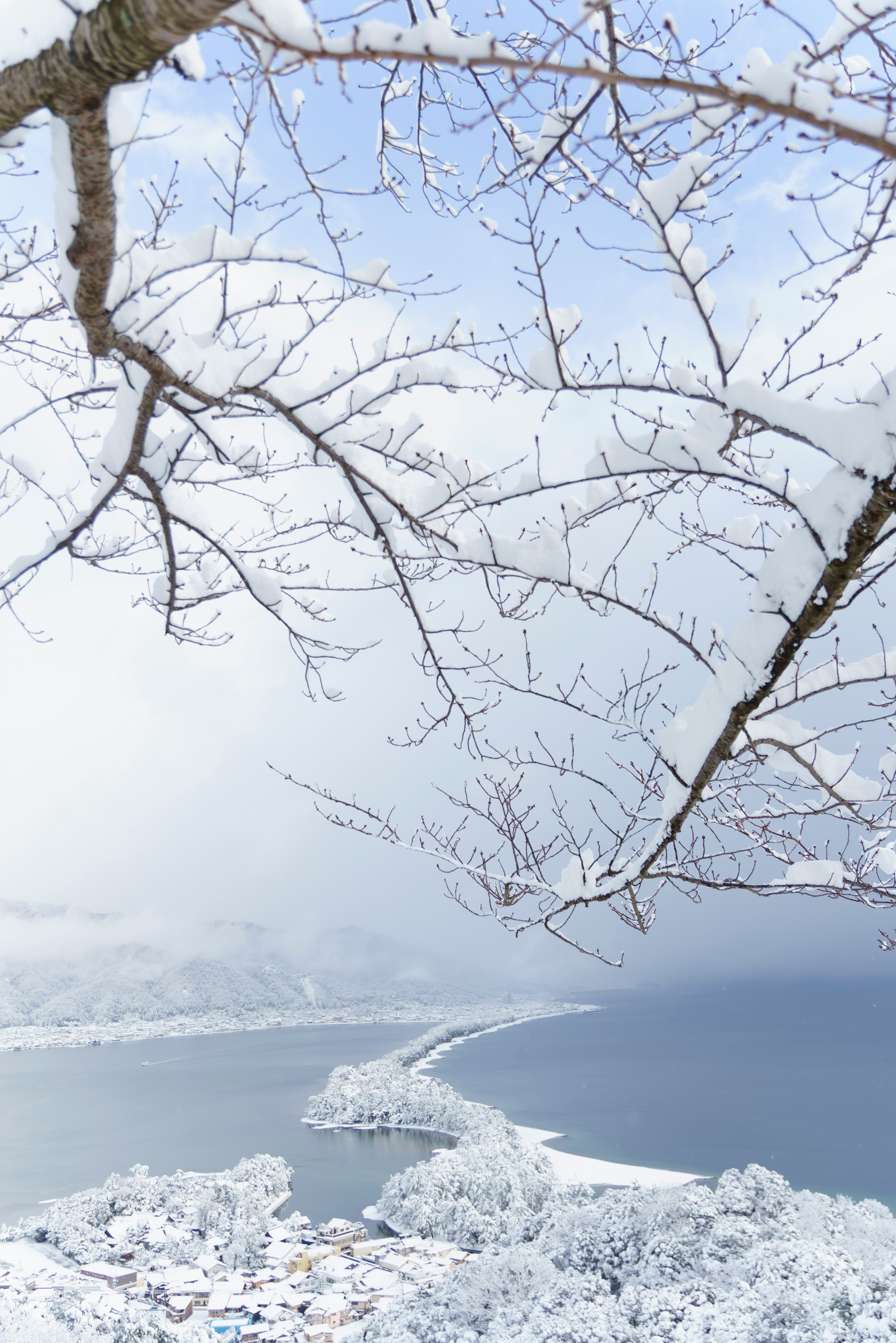 雪に覆われた湖畔と枝ぶりの木々の景色