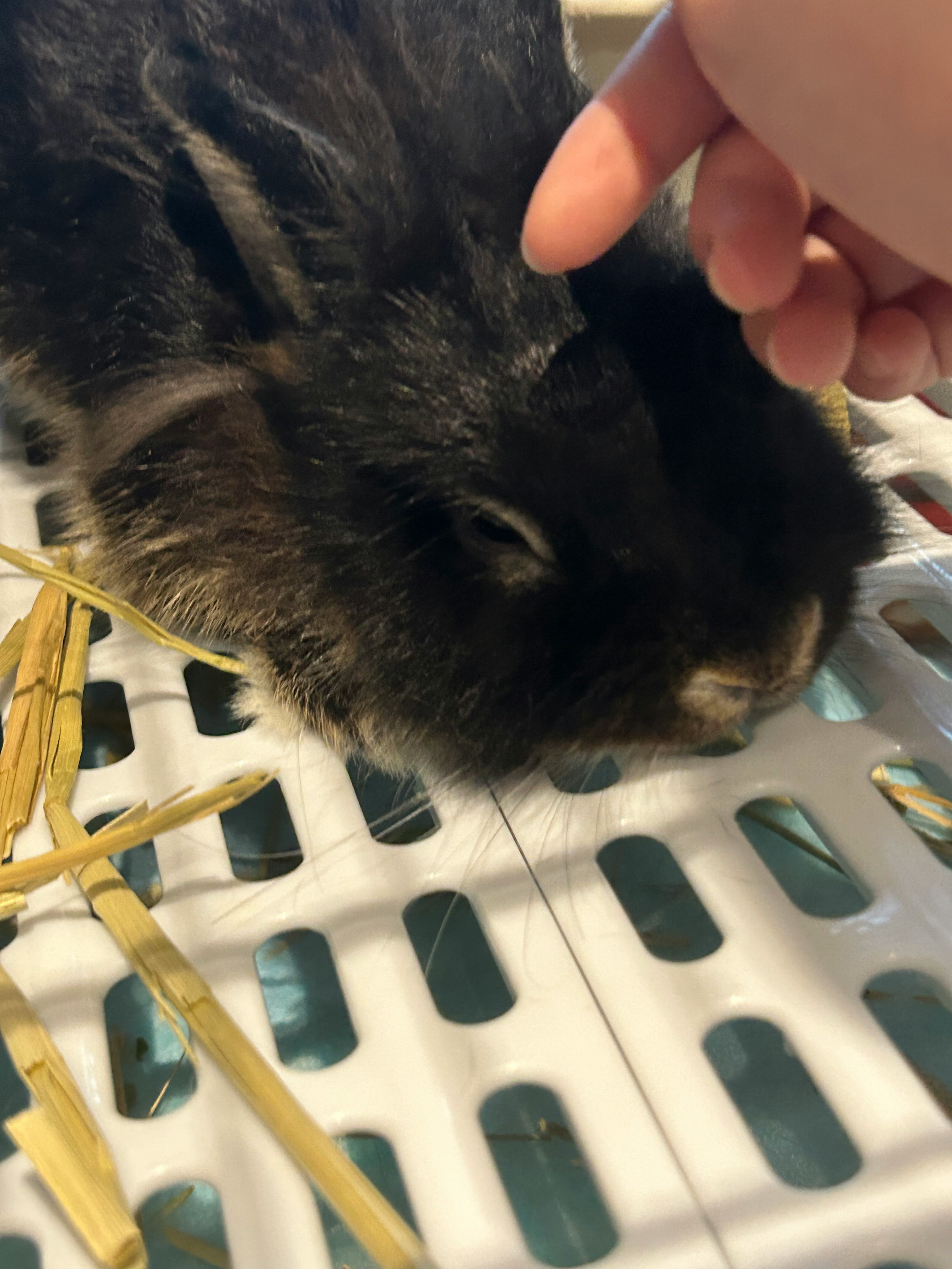 手在宠物笼里抚摸小猫的毛