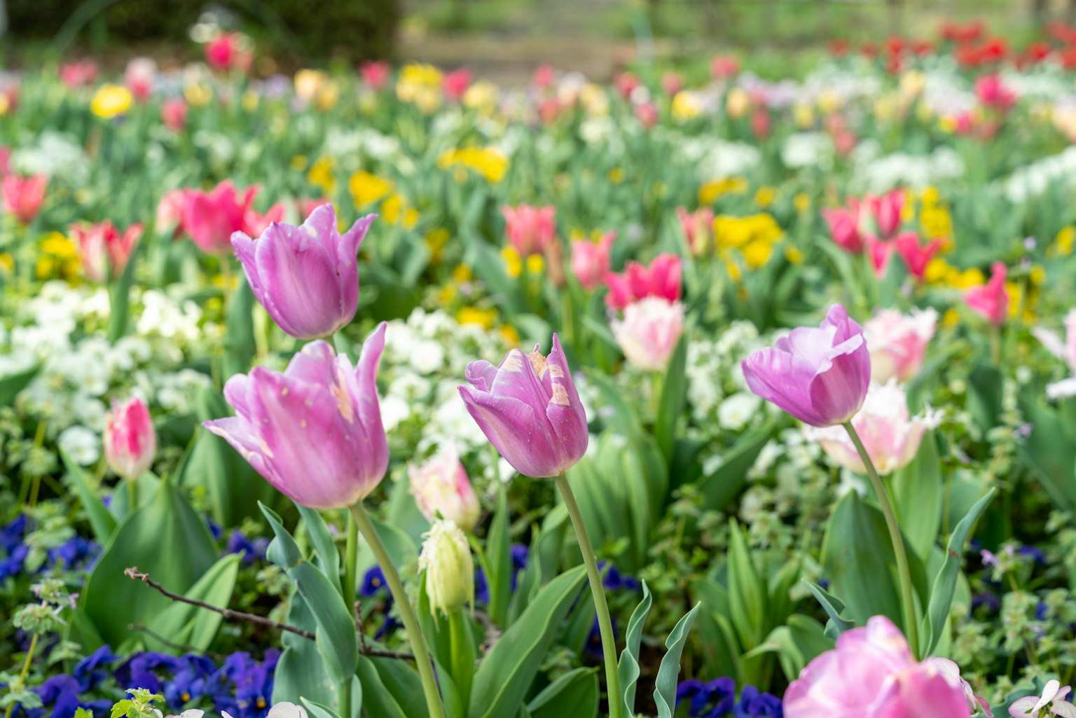 Bunte Tulpen und Blumen blühen in einem Garten