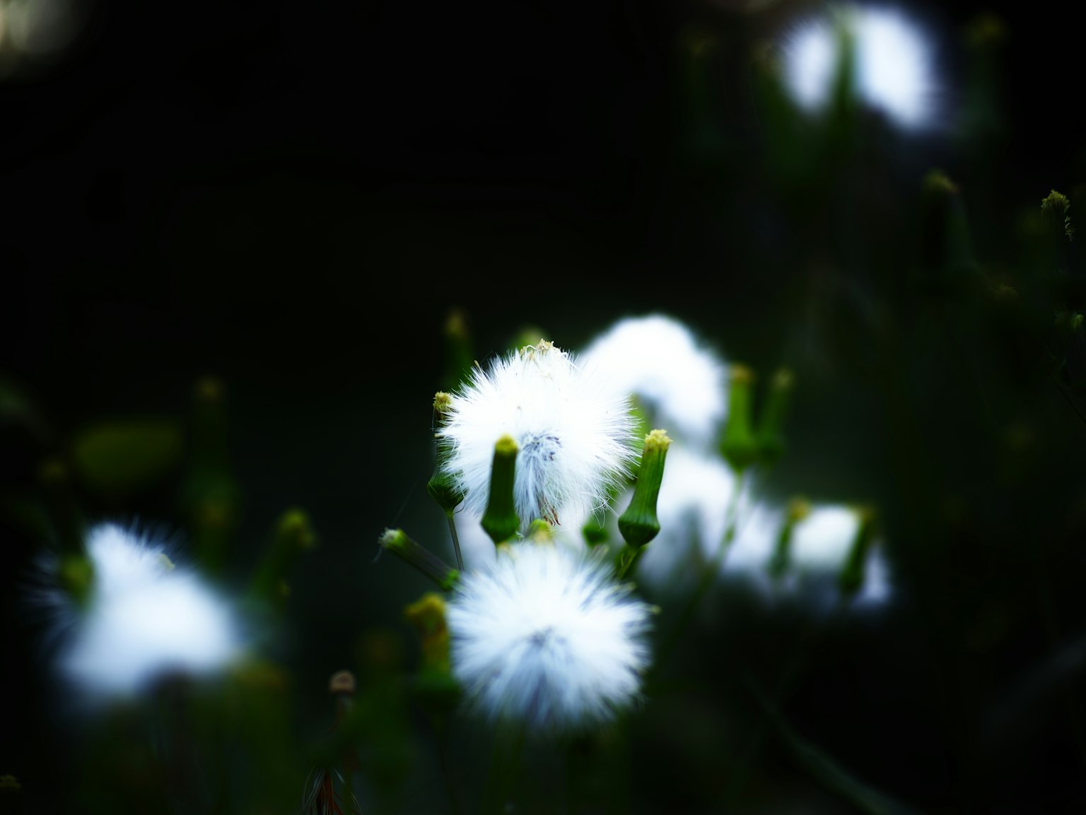 Fleurs blanches s'épanouissant sur un fond sombre