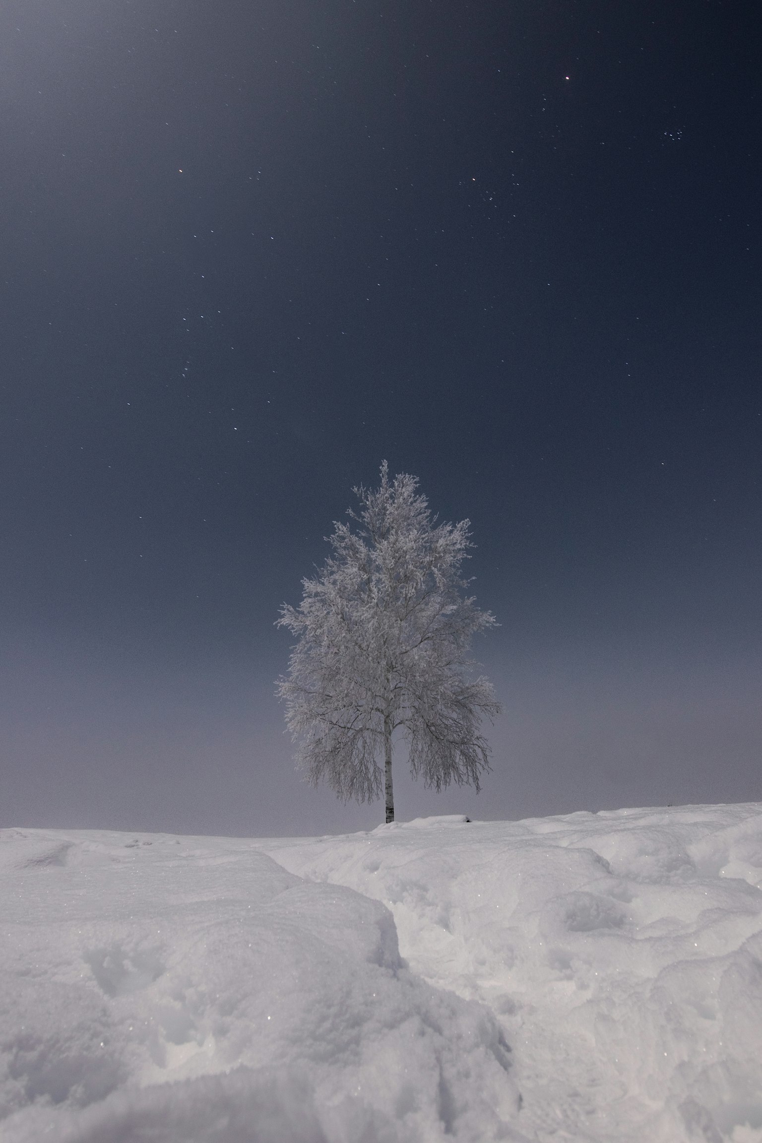 一棵孤独的白树被雪覆盖，背景是黑暗的天空