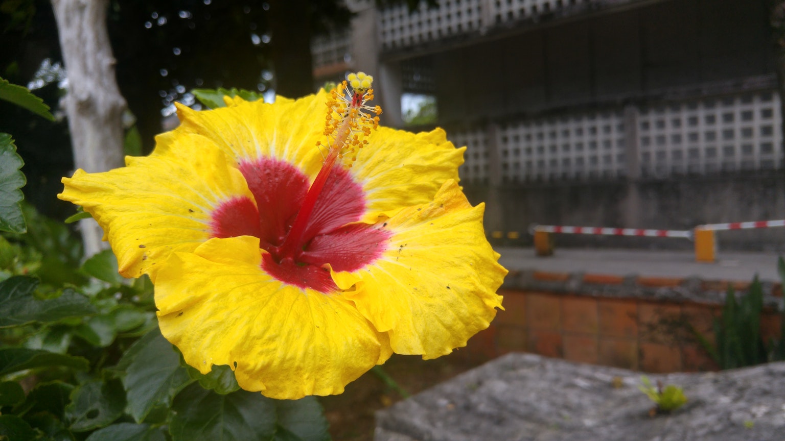 ดอกฮิบิสคัสสีเหลืองสดใสพร้อมกลางสีแดง