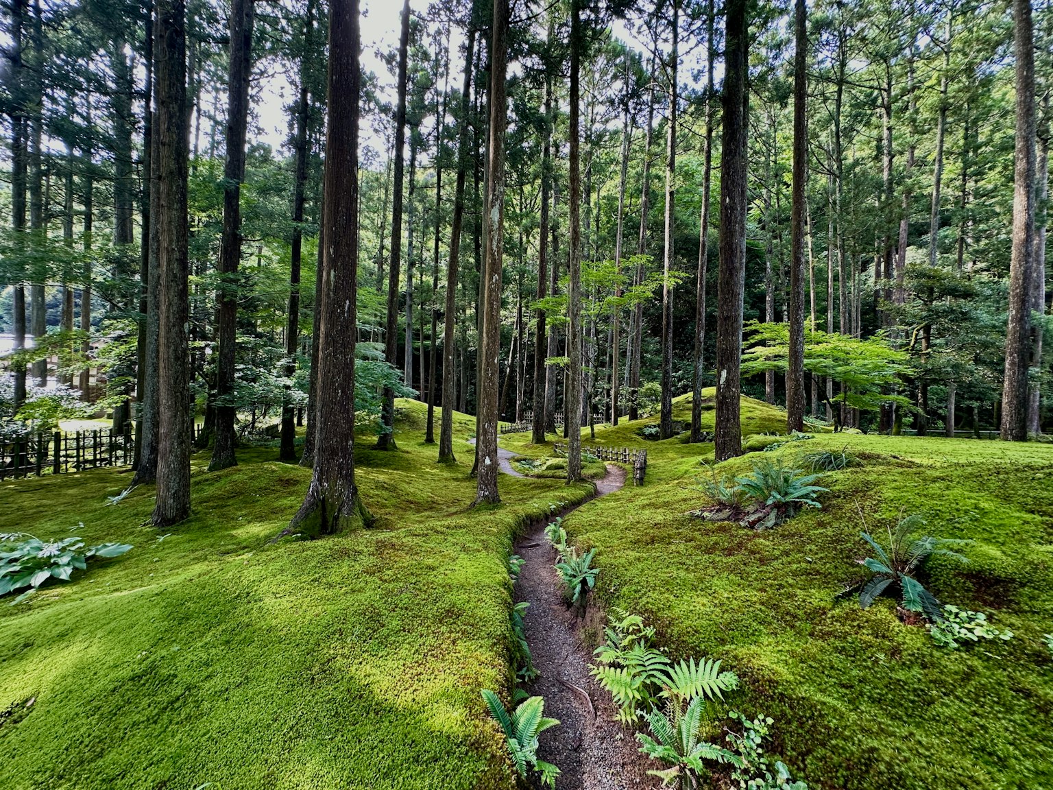 一條蜿蜒的小路穿過茂密的綠色苔蘚的寧靜森林場景