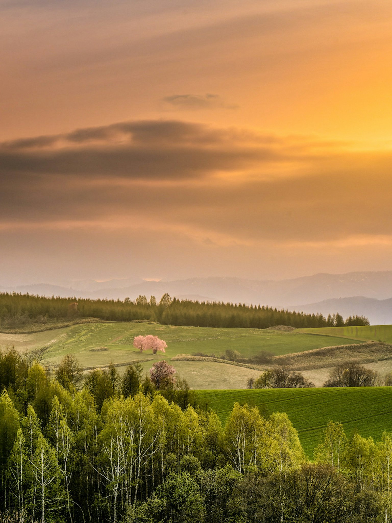Beautiful sunset landscape with green hills and trees featuring a pink flowering tree