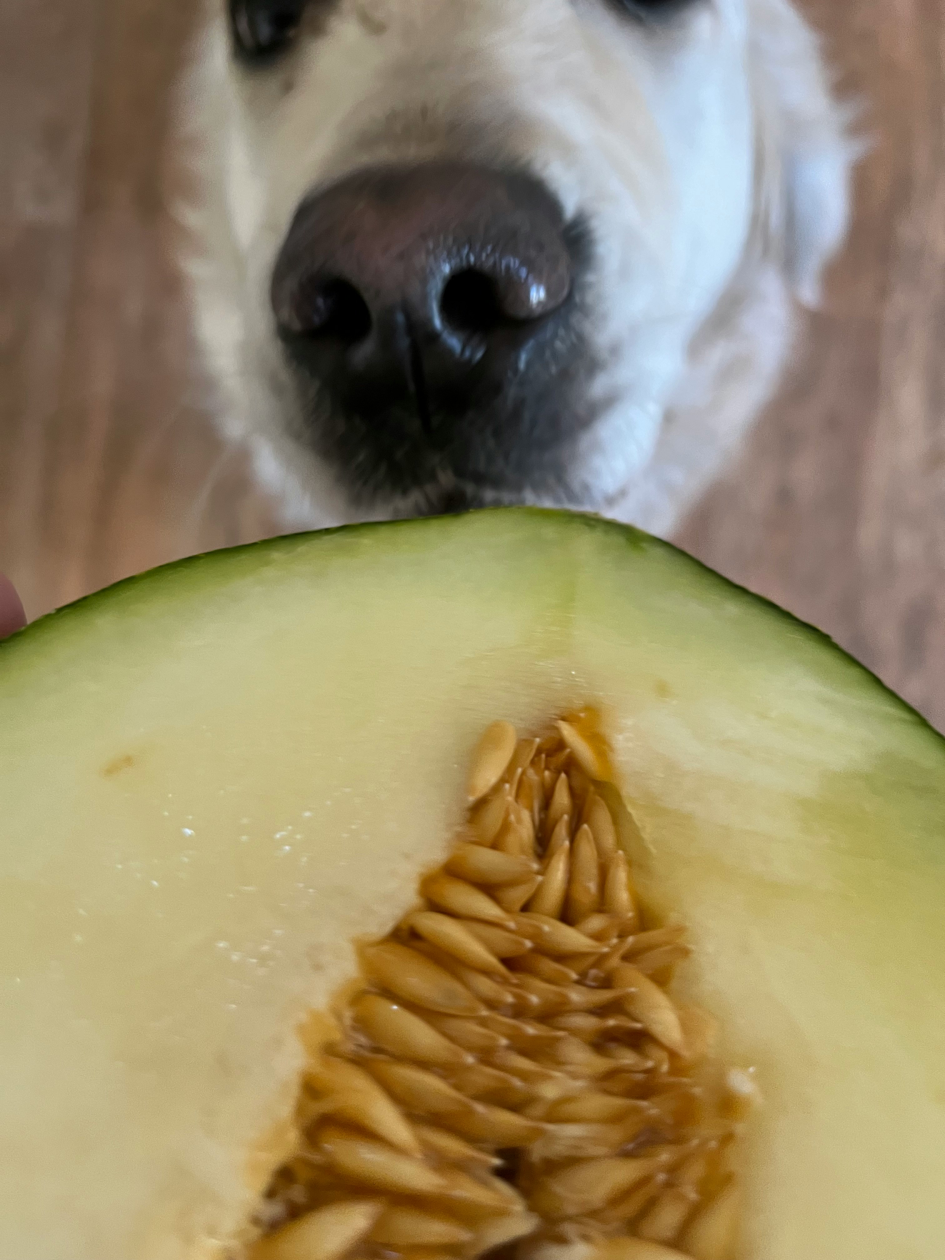 ein Hund frisst Wassermelonensamen