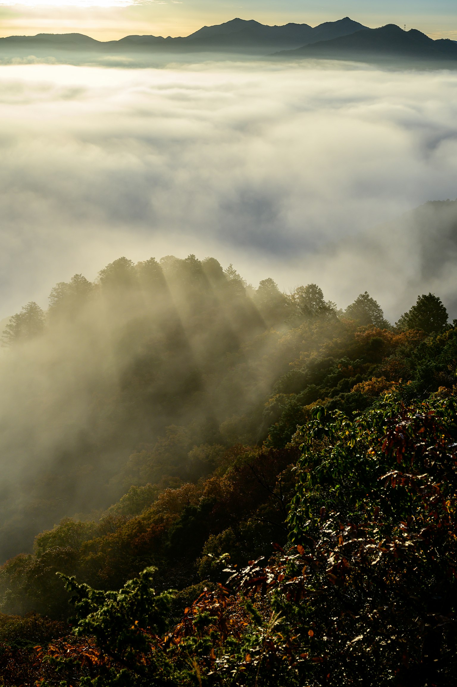 Landscape of mountains and trees enveloped in fog