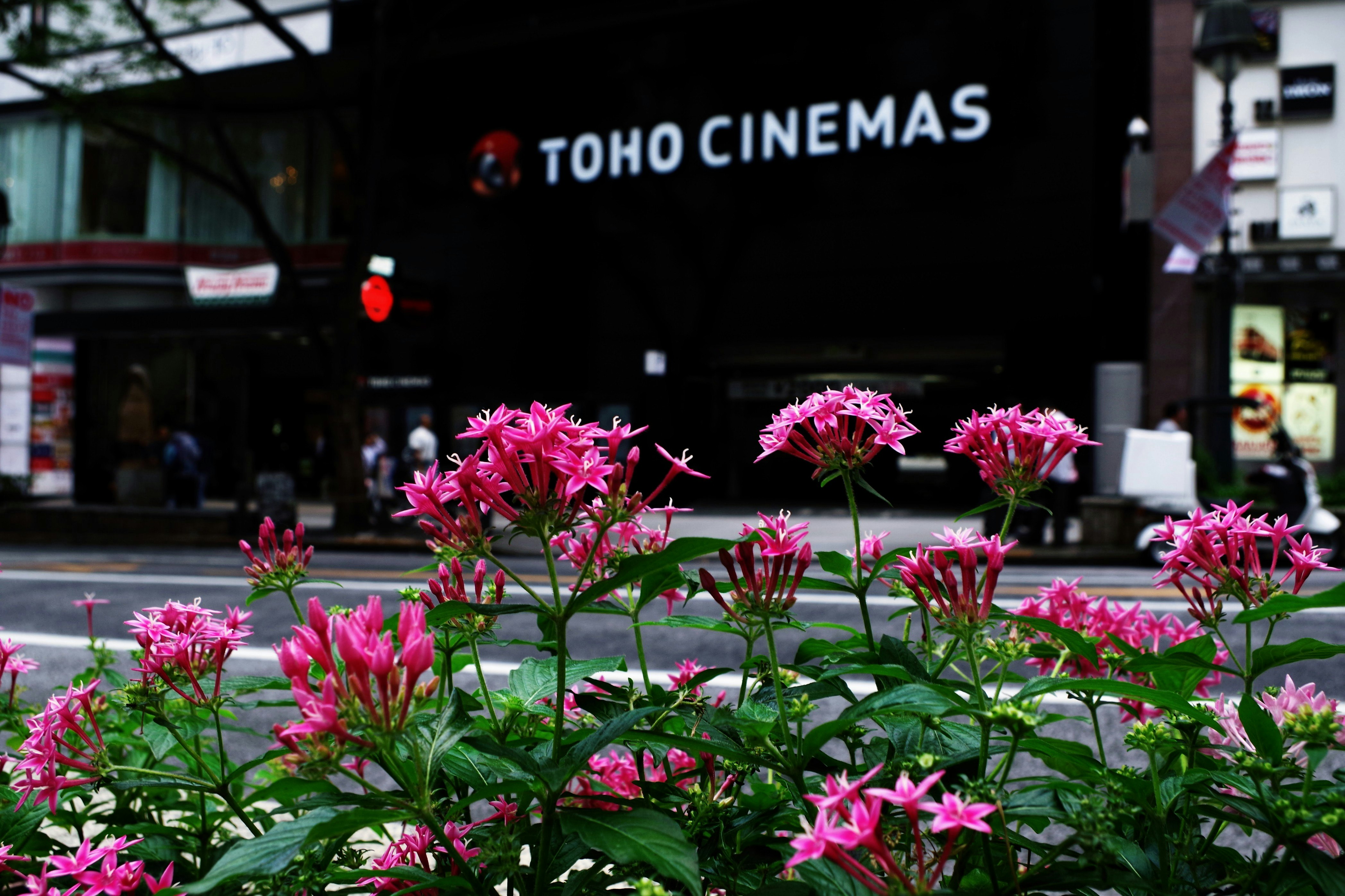TOHOシネマズ前の花壇に咲くピンクの花
