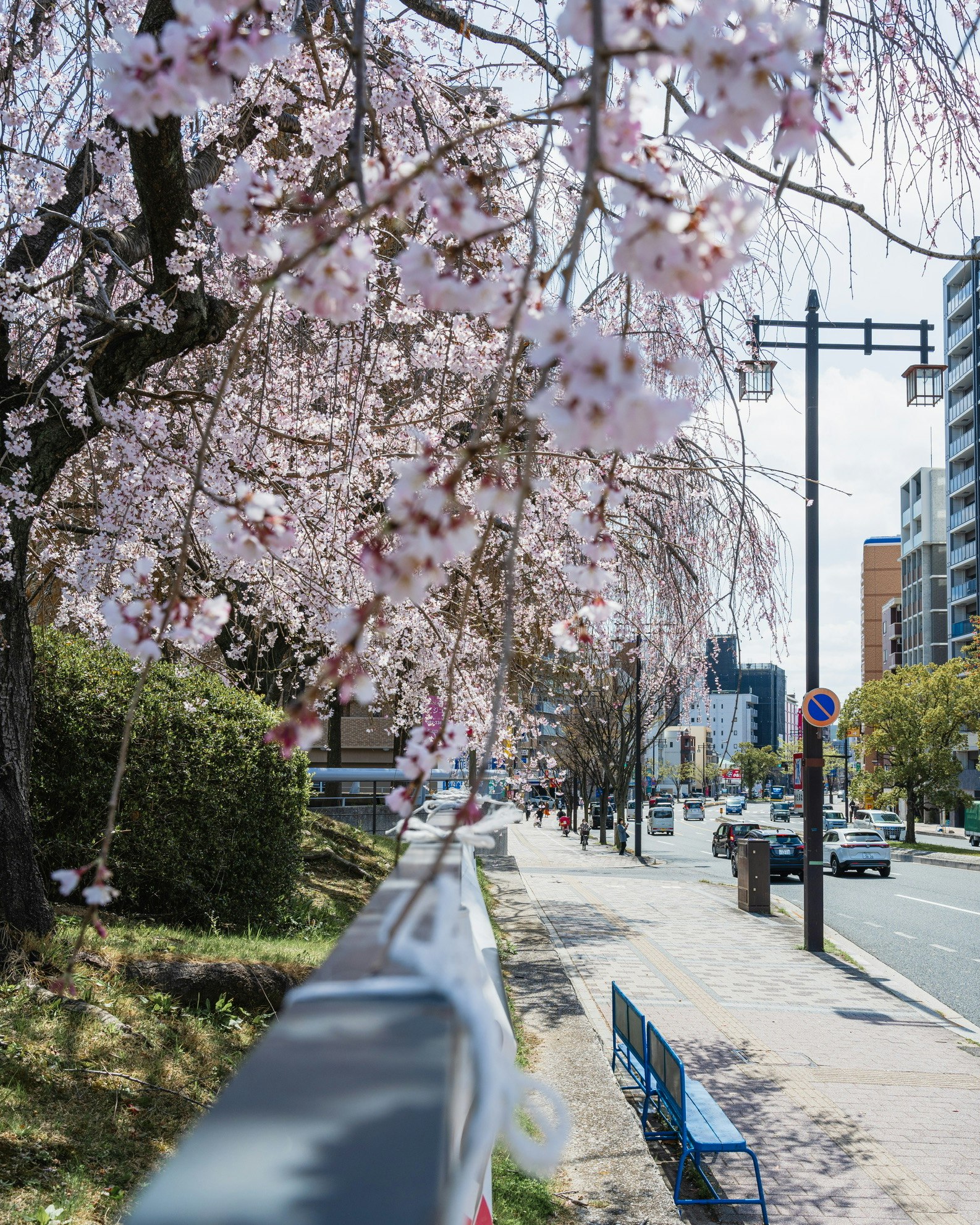 枝垂れ桜が咲くバス停のある街路