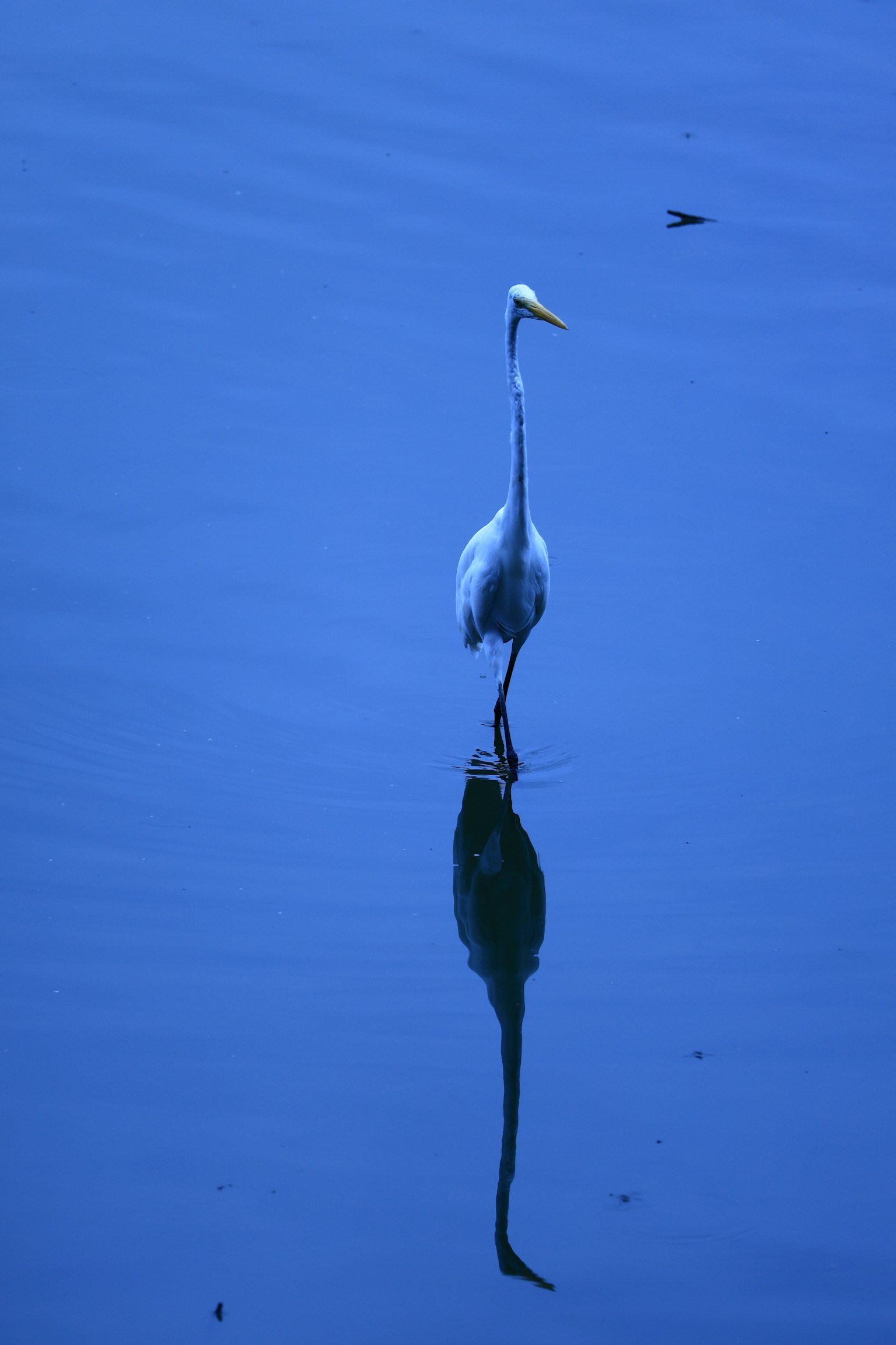 Un héron se tenant sur une surface d'eau bleue avec son reflet