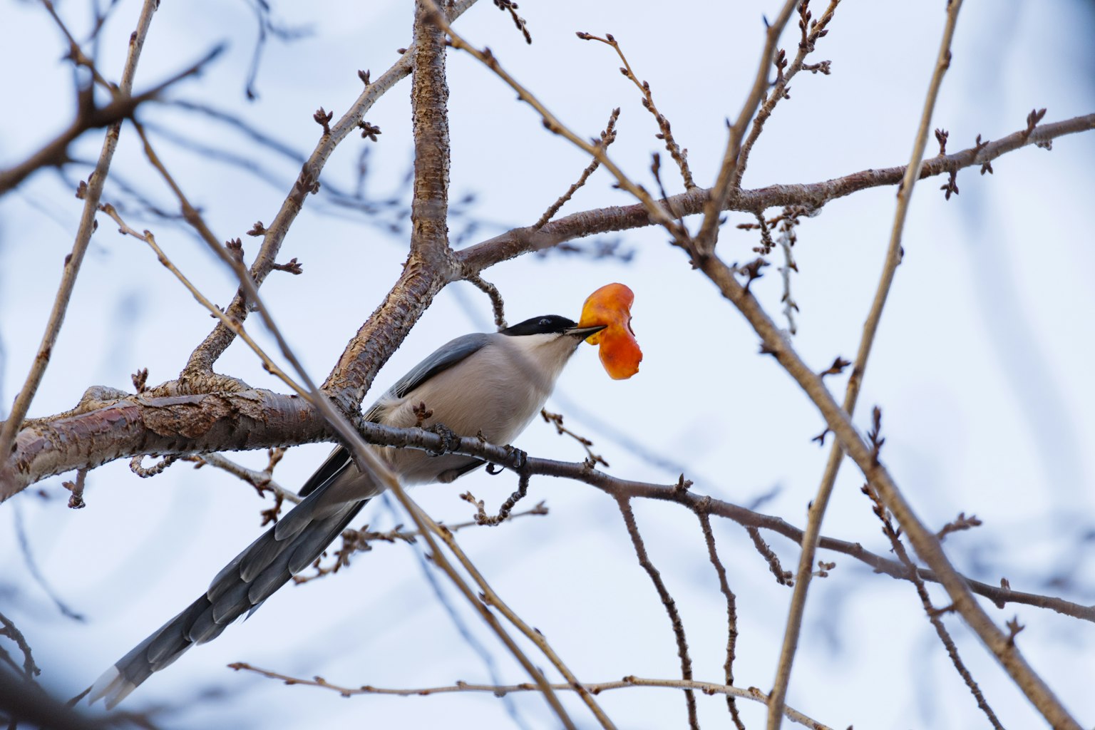 A bird perched on a branch holding an orange petal