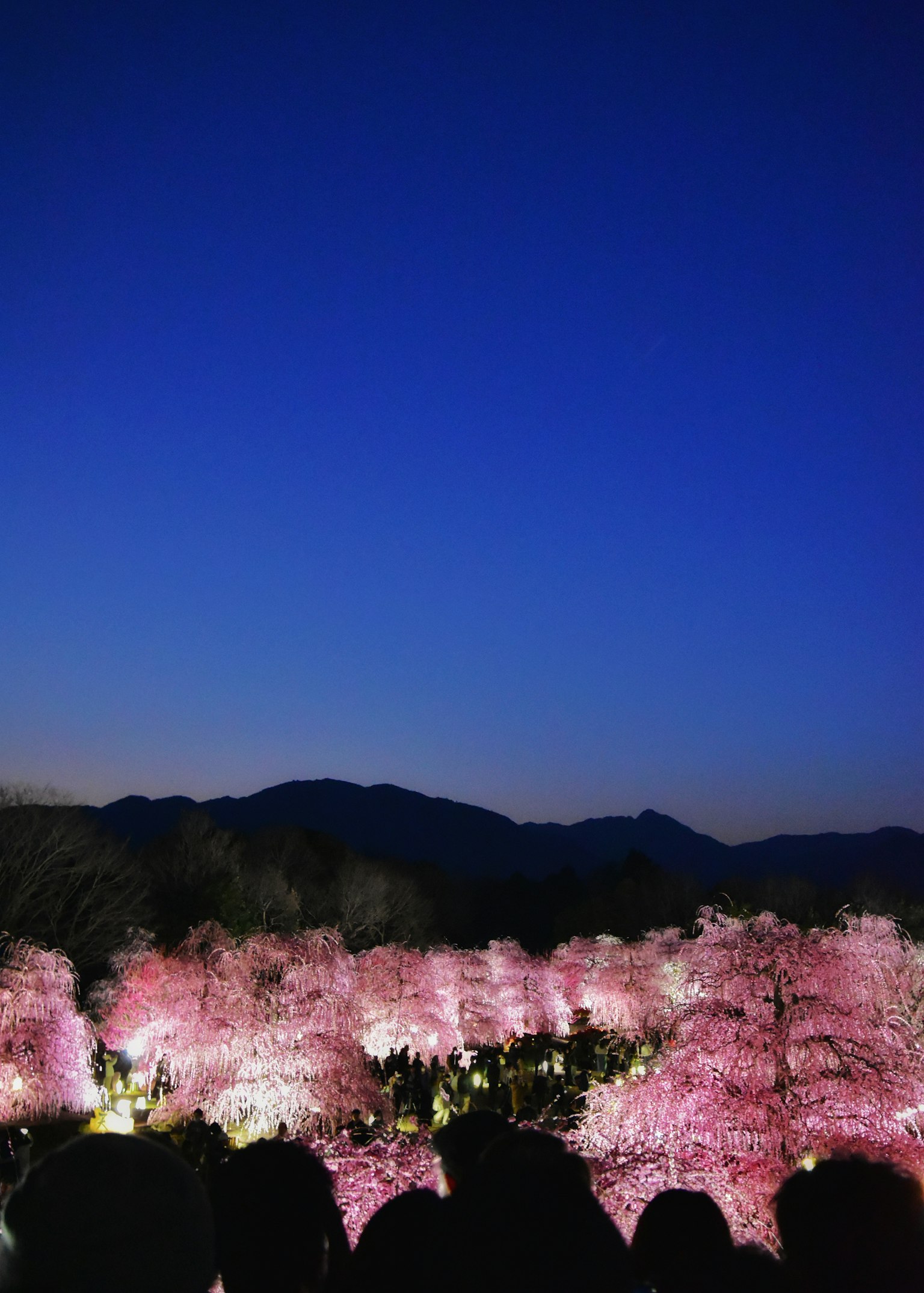 Arbres de cerisier illuminés la nuit avec une silhouette de montagne