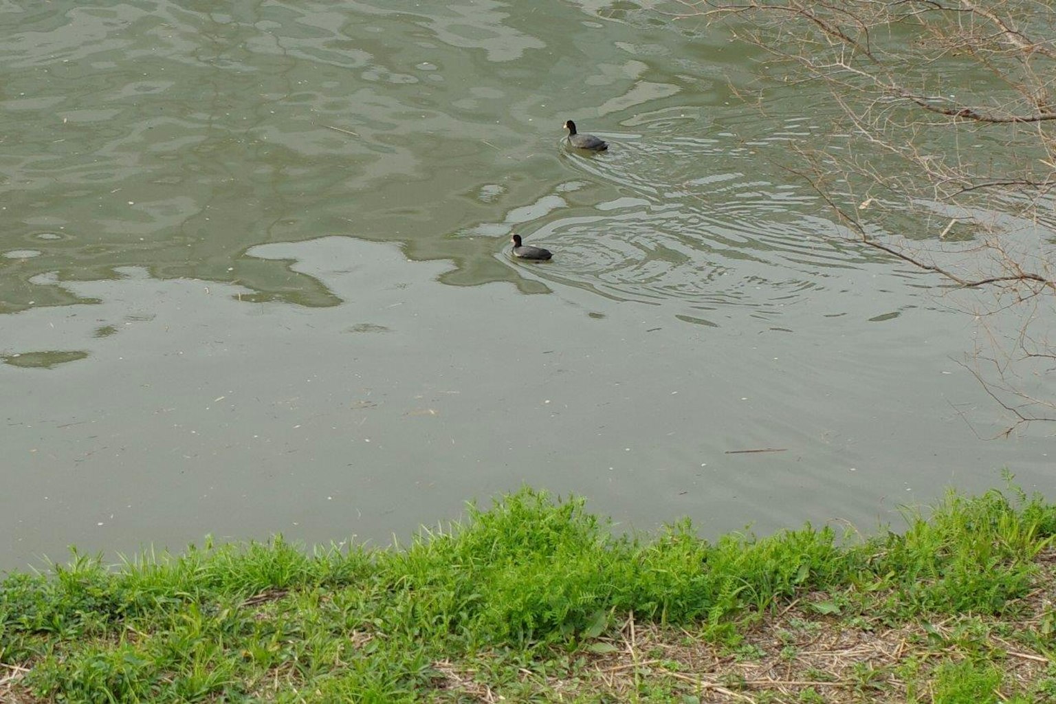 Due anatre che nuotano sull'acqua con erba verde nelle vicinanze