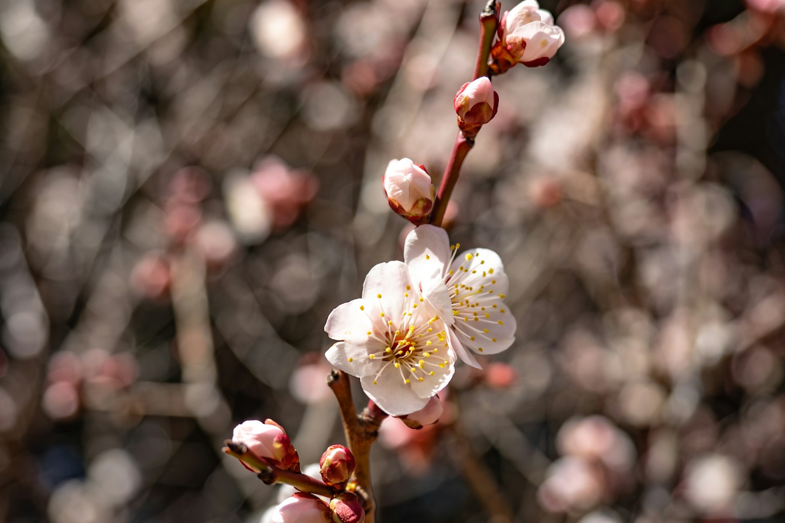 梅花枝条特写,带有淡粉色花朵