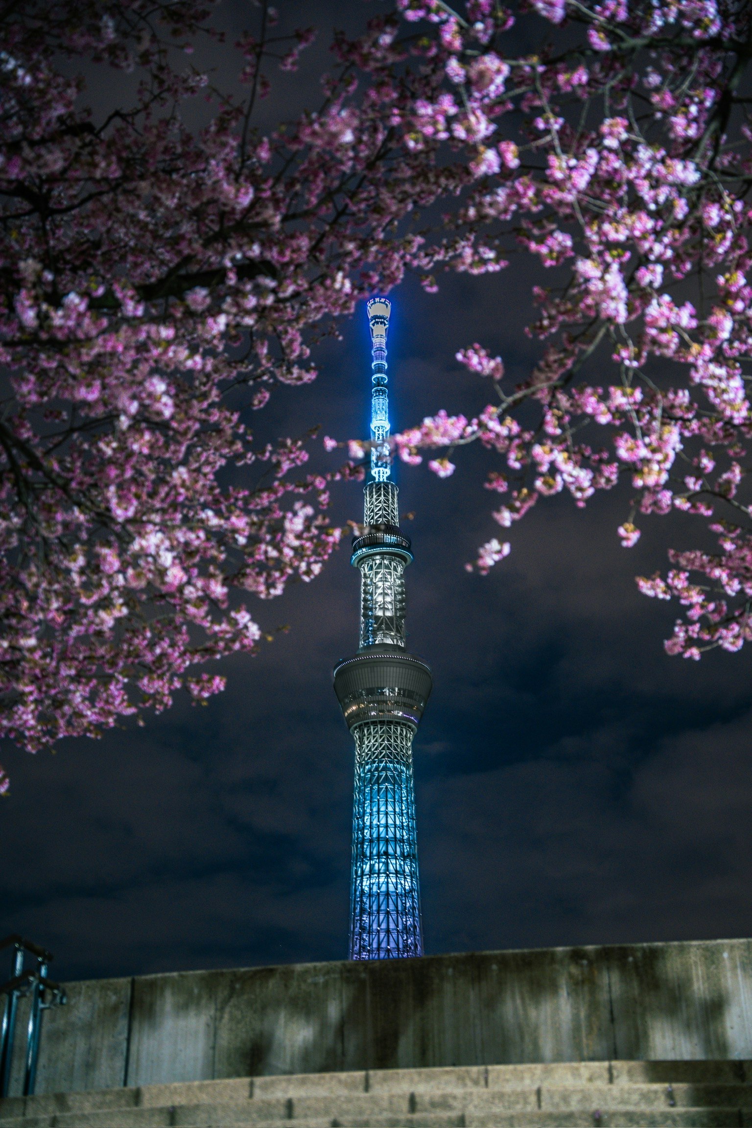 Cảnh đêm tháp Tokyo Skytree được khung bởi hoa anh đào