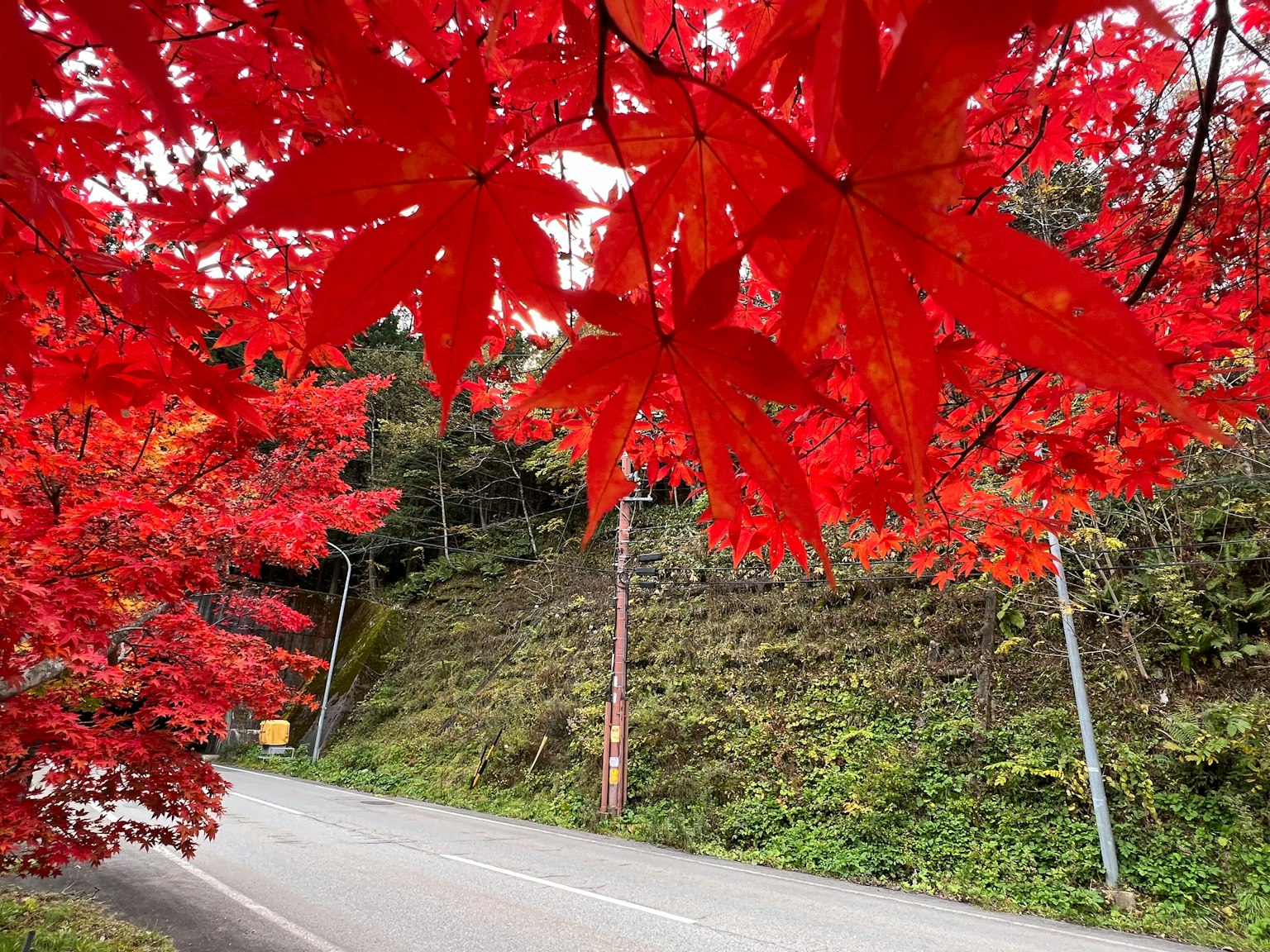 Scenic view of a road framed by vibrant red maple leaves