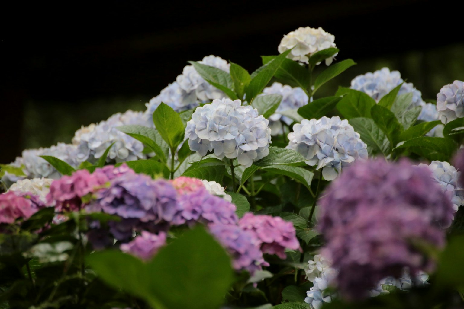 Beautiful scene of colorful hydrangea flowers blooming