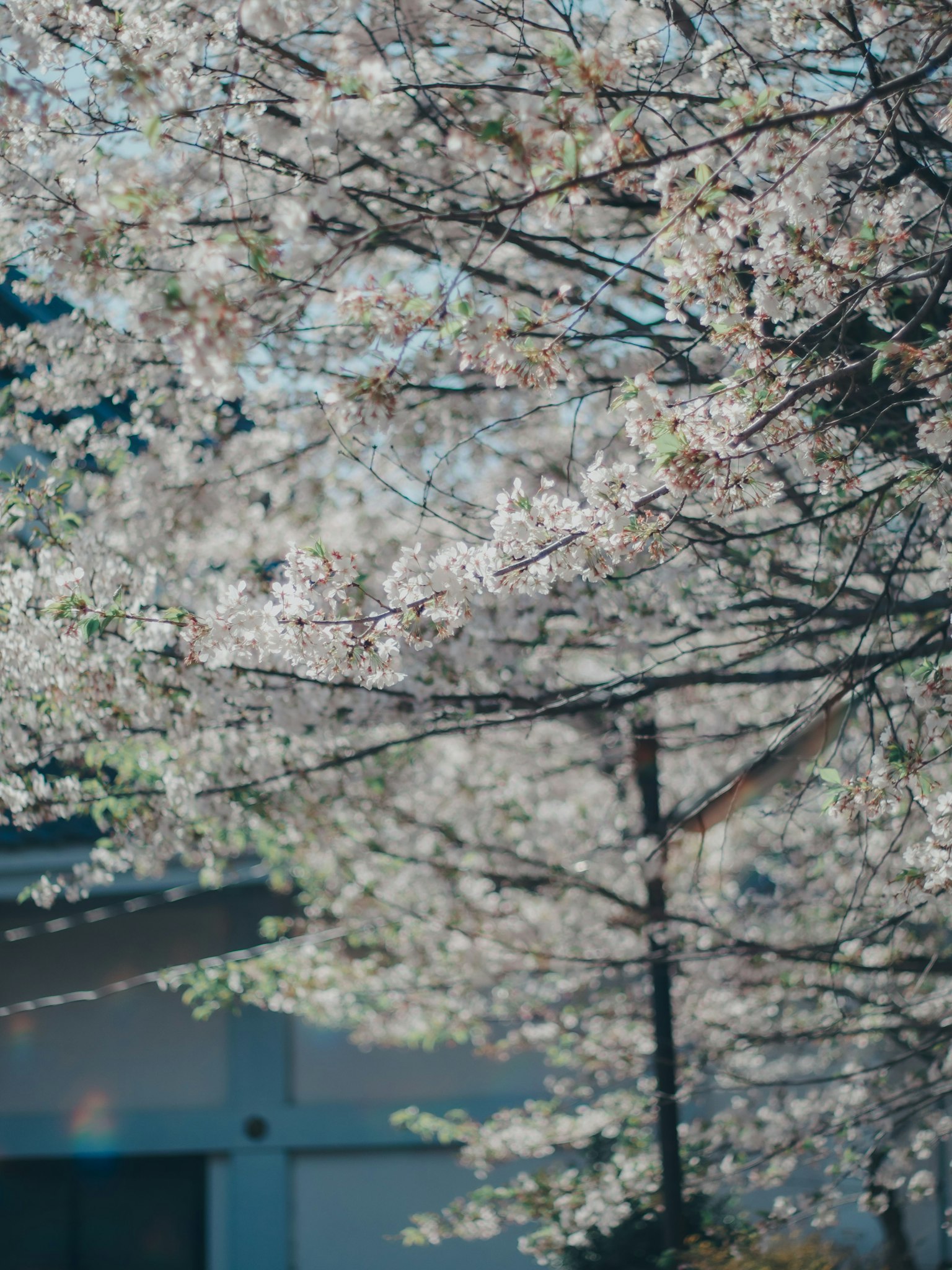 樱花树盛开的特写