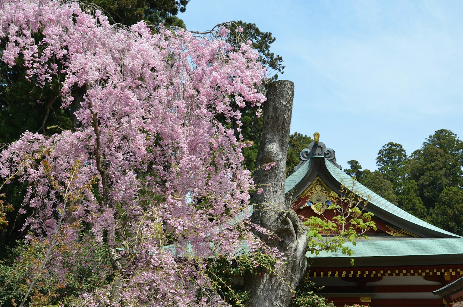 樱花树与粉色花朵旁边的传统日本建筑
