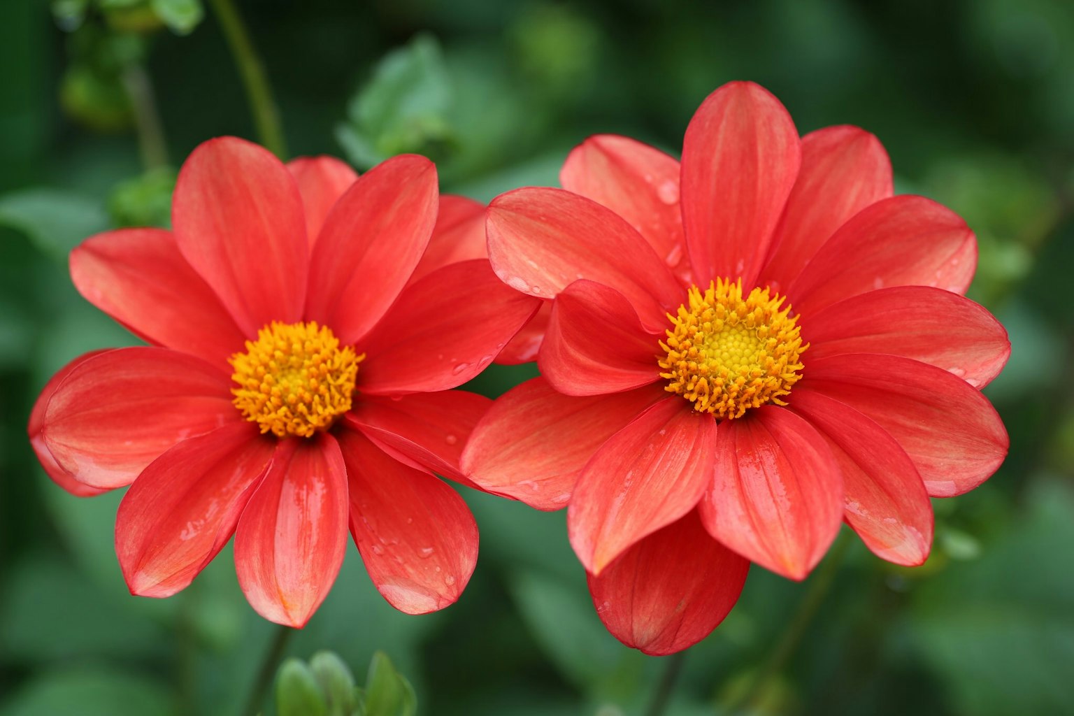 Two vibrant red flowers with yellow centers blooming together