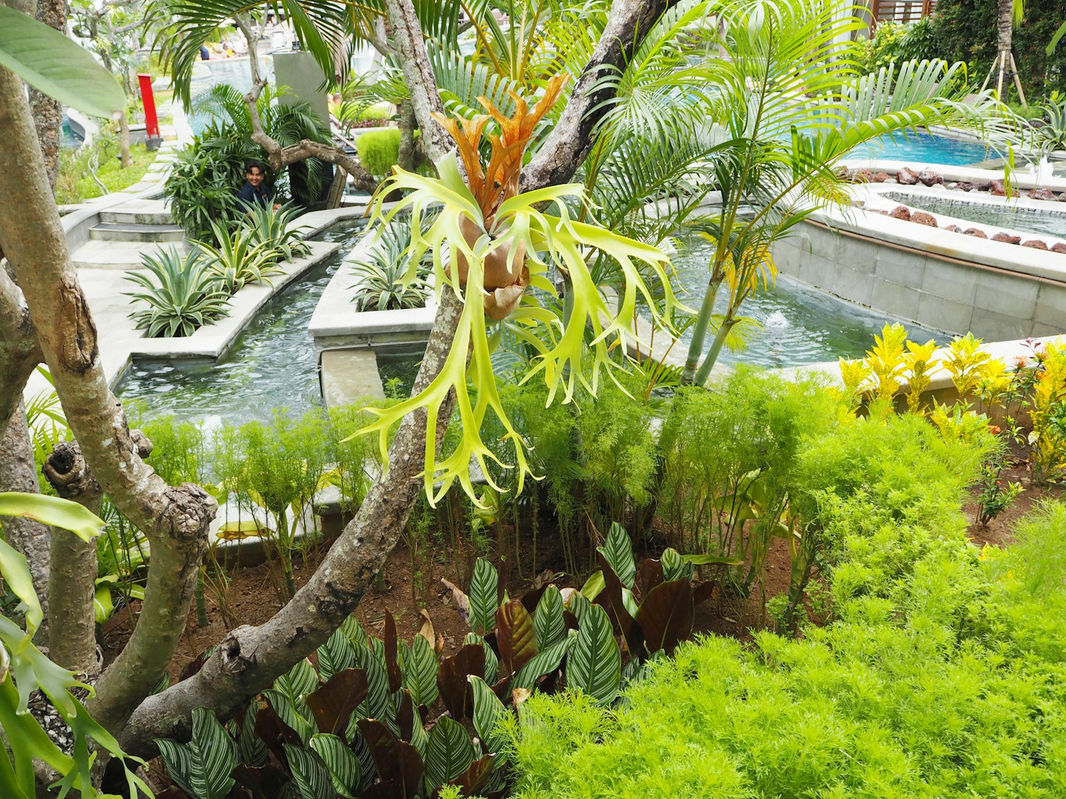 Escena de jardín exuberante con agua fluyendo y plantas diversas