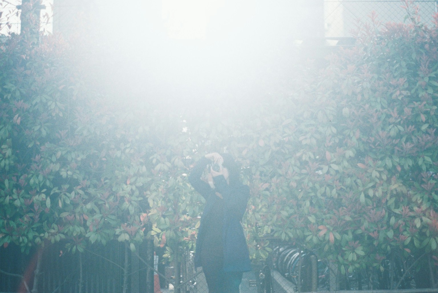 Một người cầm máy ảnh được bao quanh bởi lá xanh trong ánh sáng mờ ảo