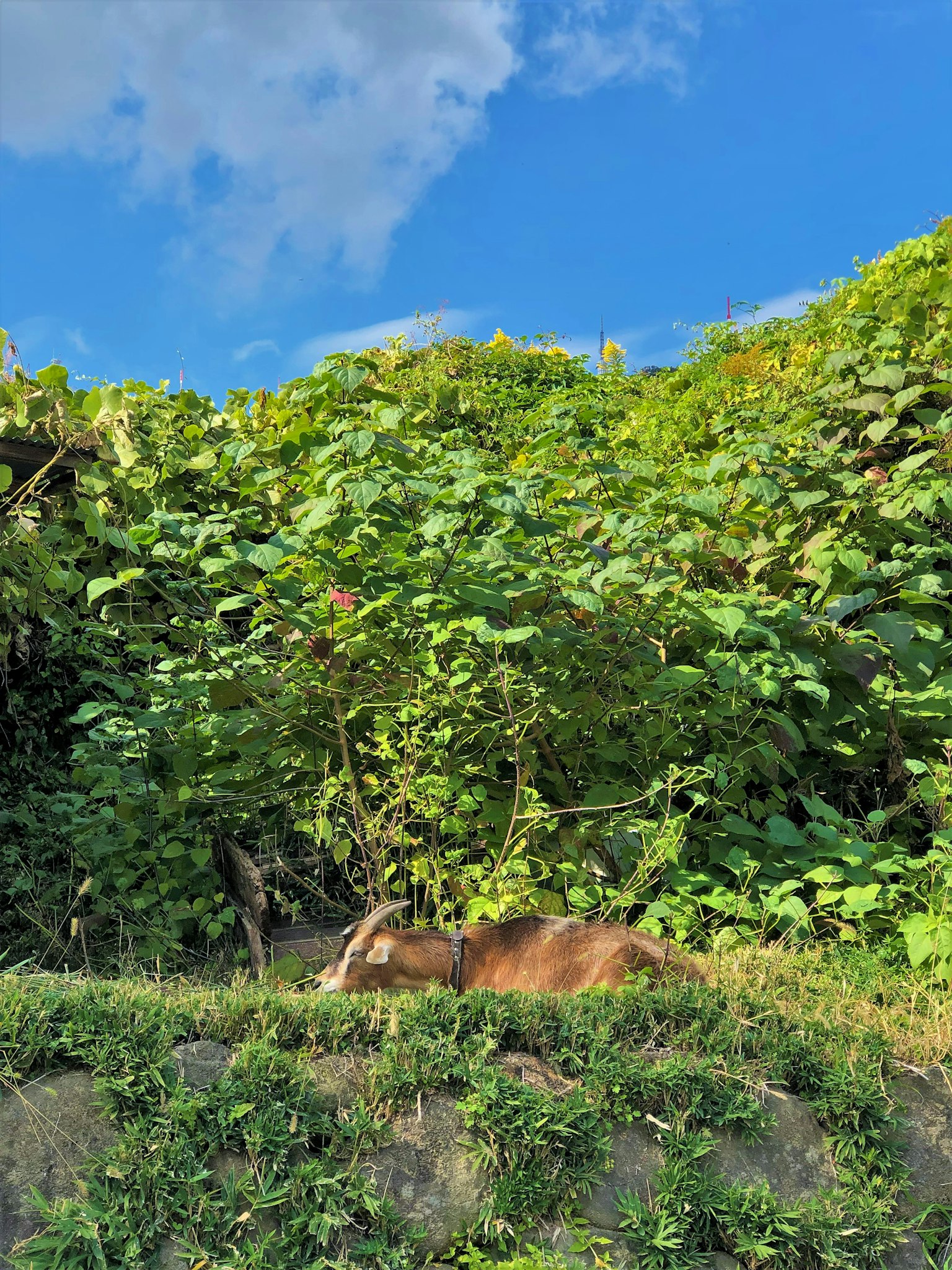 藍天下躺在草地上的棕色動物