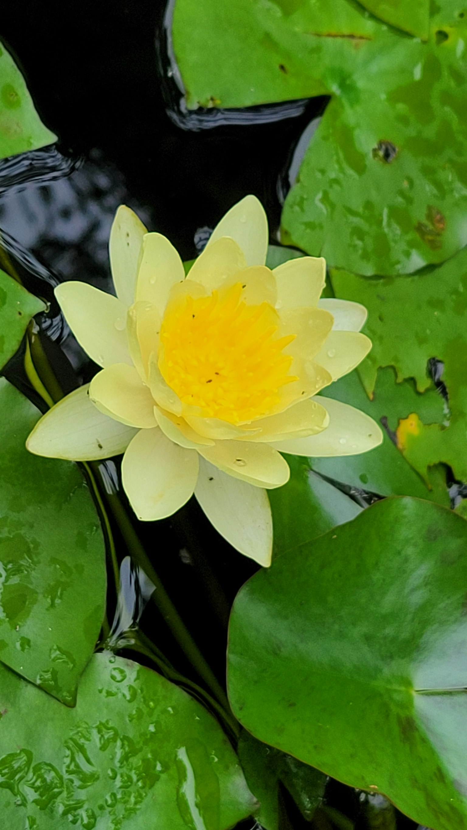 Lirio amarillo floreciendo sobre agua oscura rodeado de hojas verdes