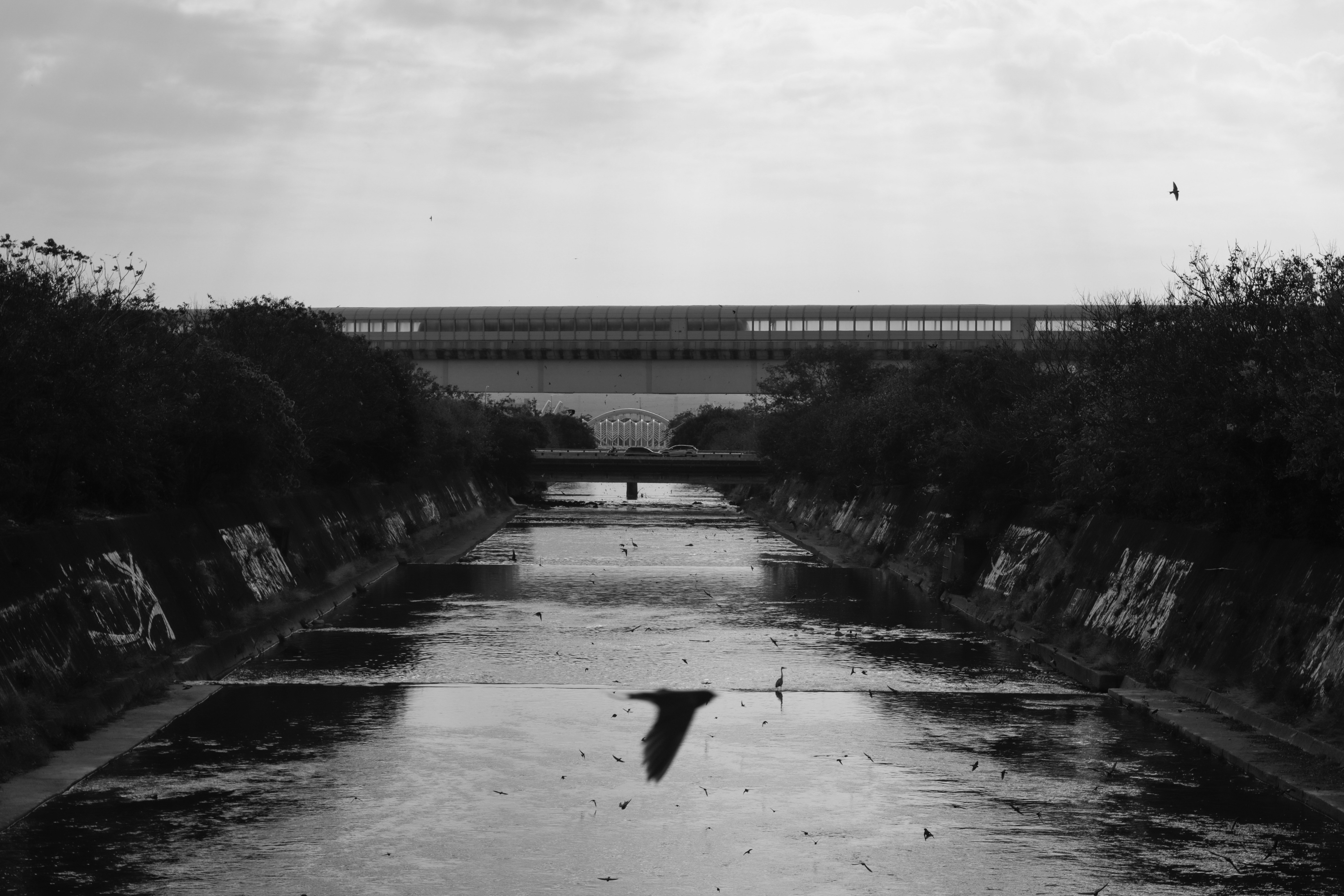 雨の水路に浮かぶ黒い鳥と遠景の橋