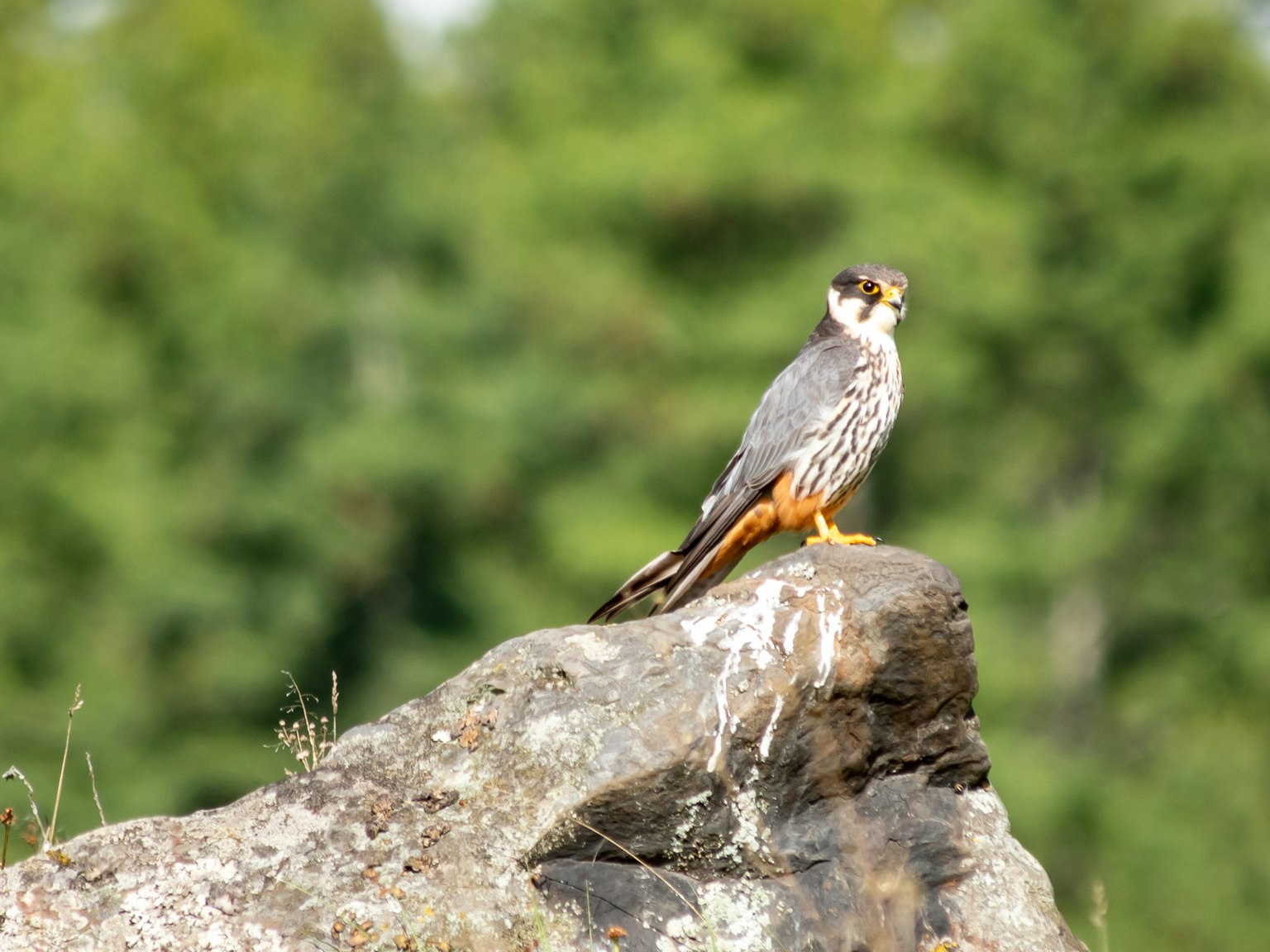 Vogel sitzt auf einem Felsen mit grünem Hintergrund