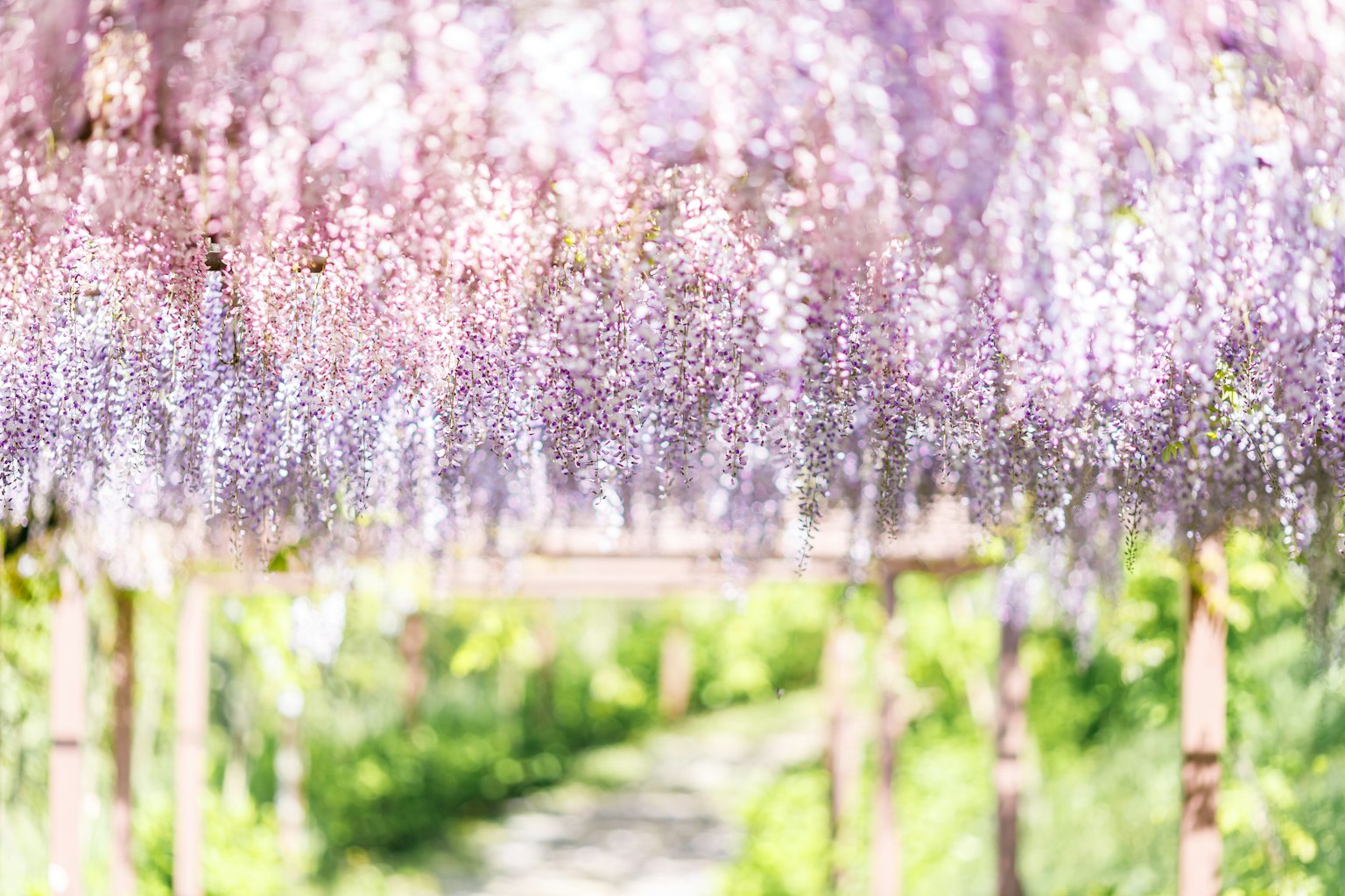 Arco de flores de glicinia moradas en flor con un camino verde