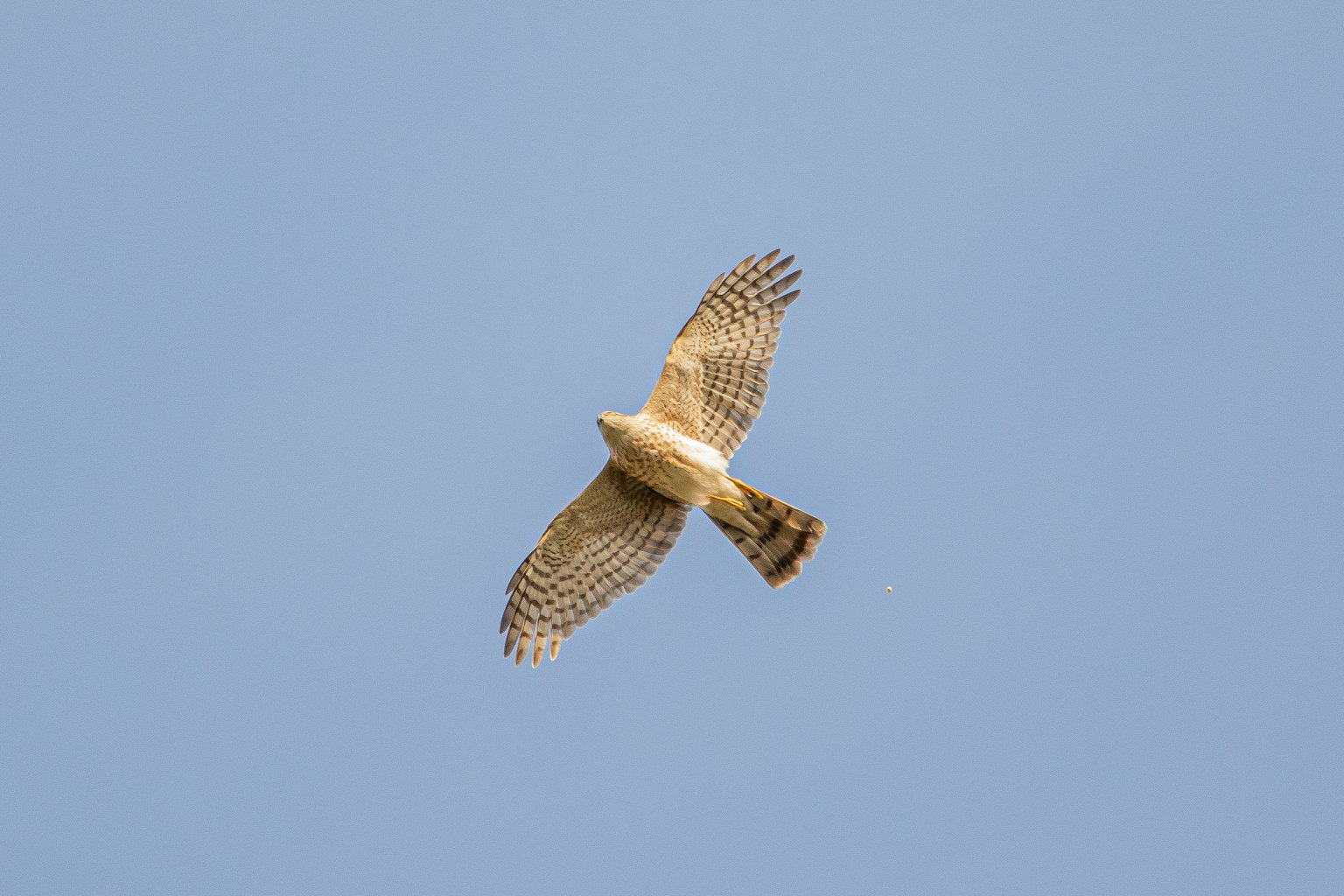 Ein Falke, der gegen einen blauen Himmel fliegt, mit ausgeprägten Federmustern