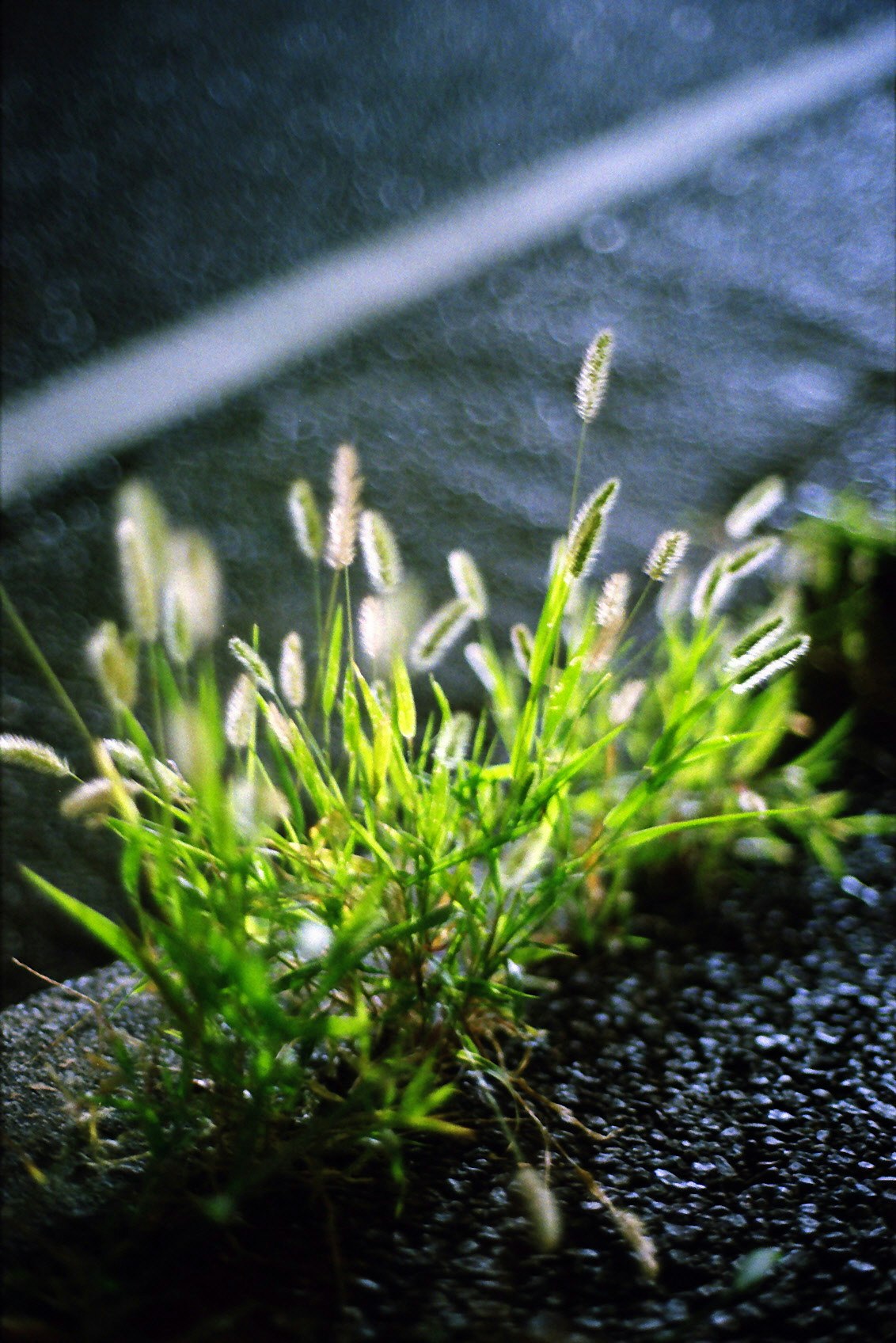 黒い土の上で芽吹く小さな草