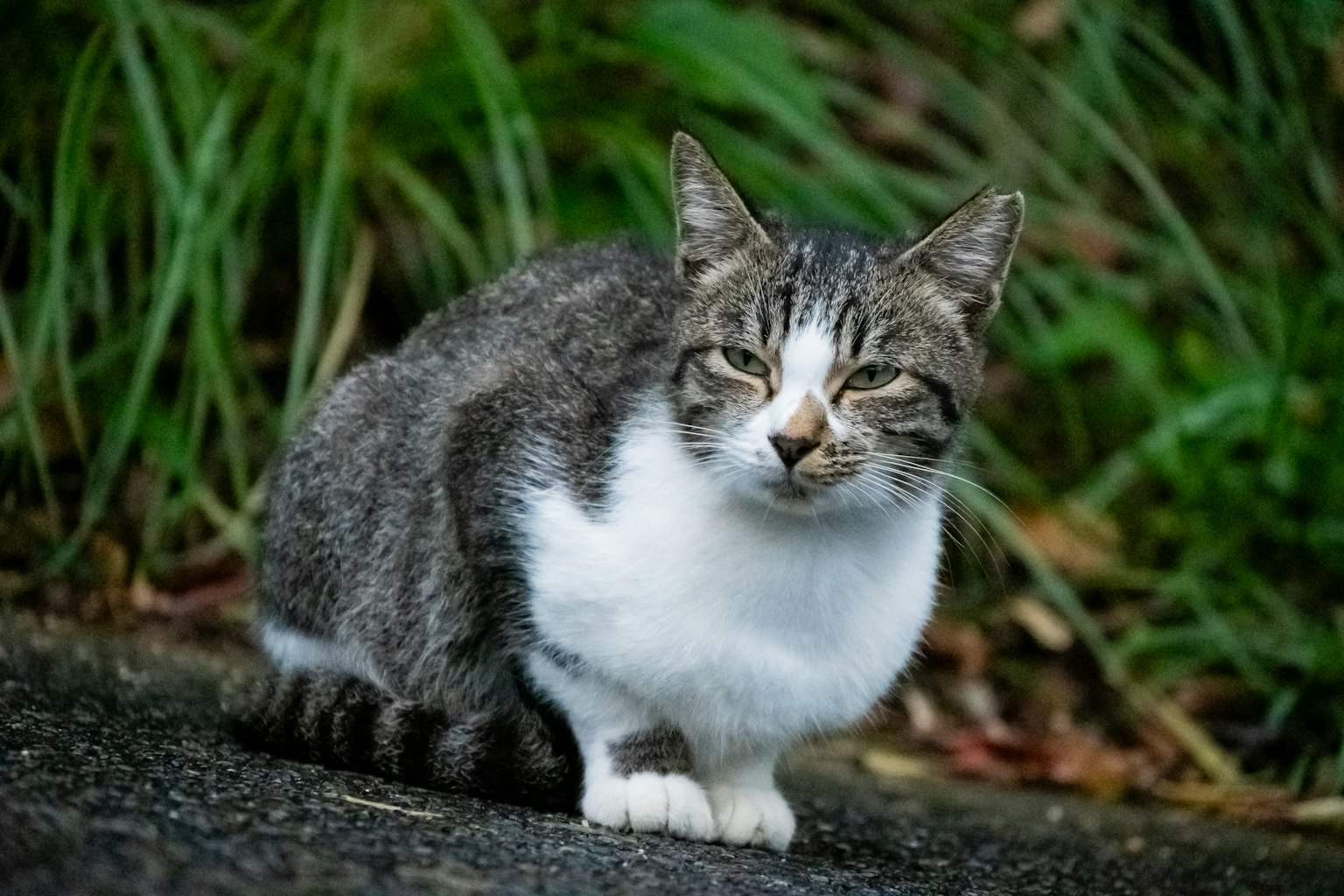 ํ ์ฌ์ด์ ์์ ์๋ ํ์๊ณผ ํฐ์ ๊ณ ์์ด