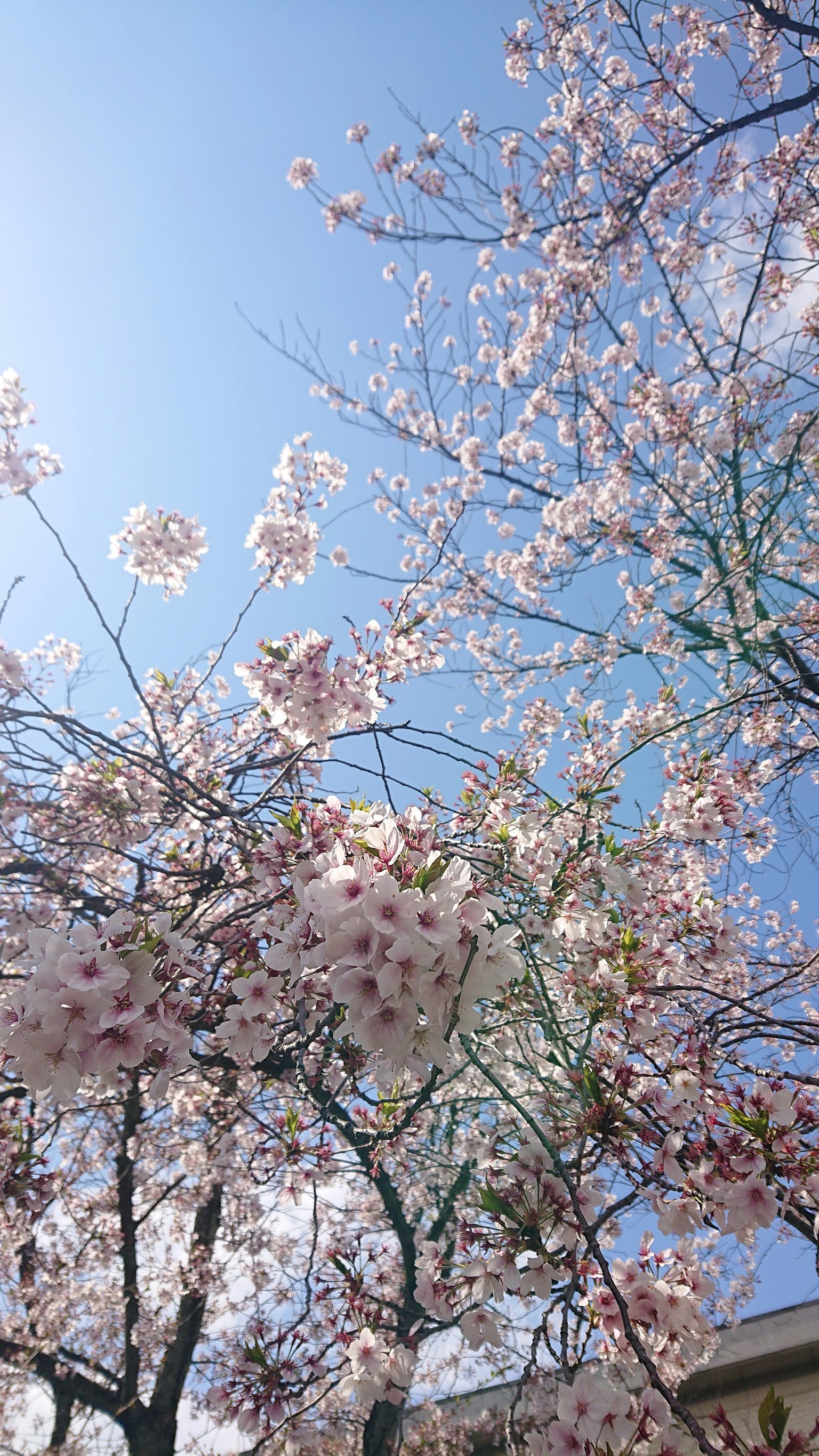 Schöne Aussicht auf Kirschblüten und Äste unter einem blauen Himmel