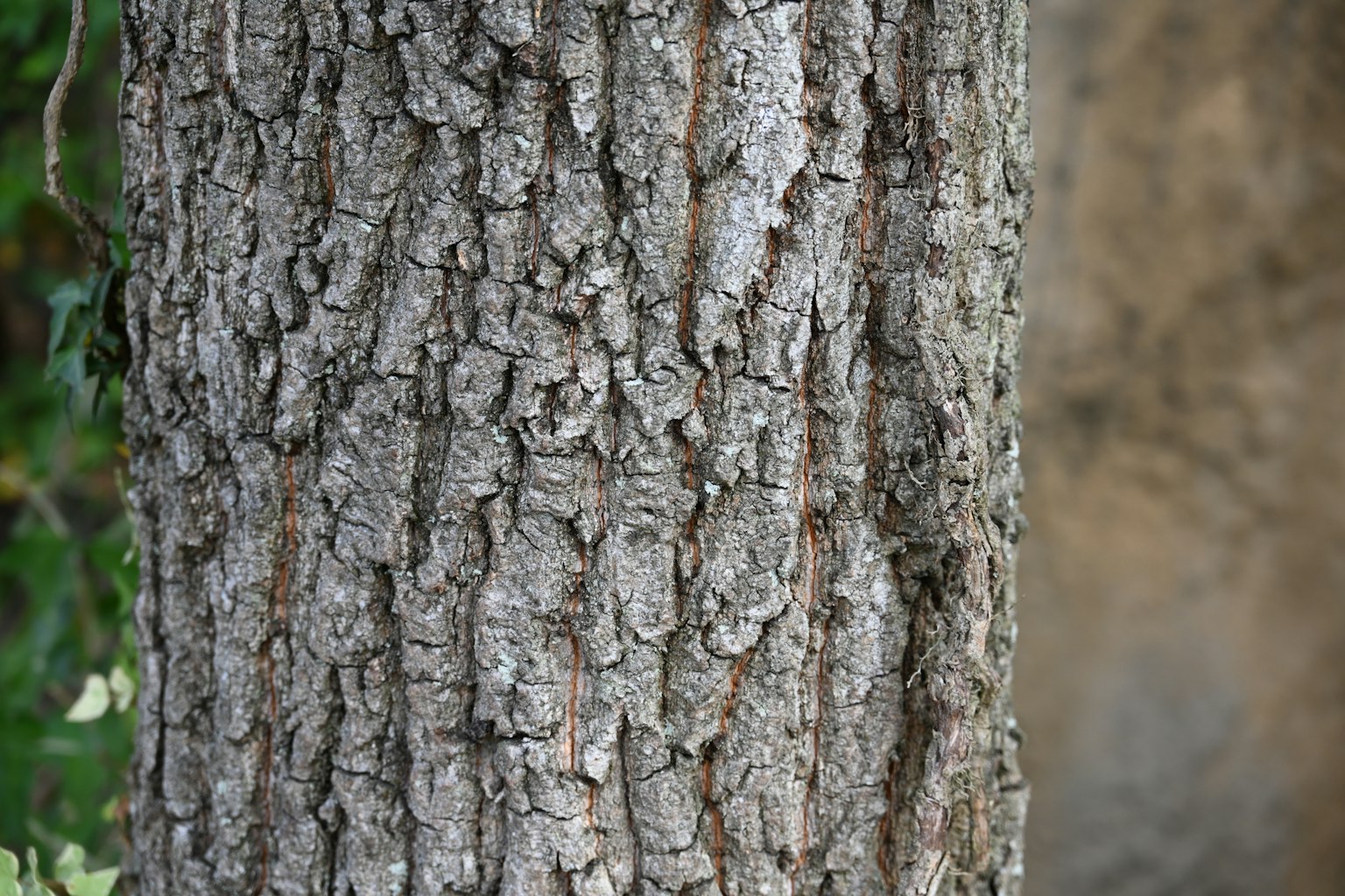 Detailed texture and pattern of a tree trunk