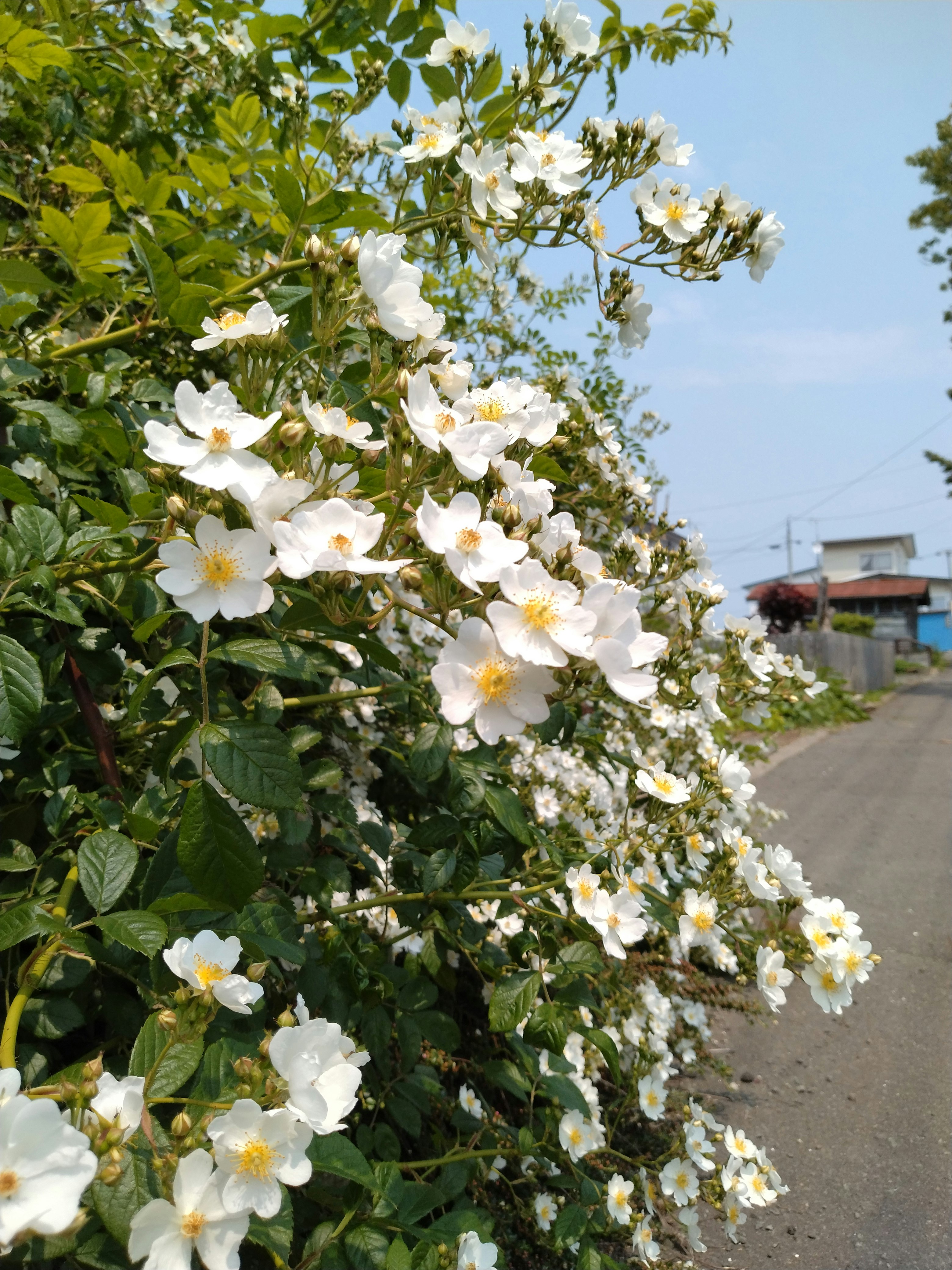 白い花が咲く木の枝と田舎道の風景