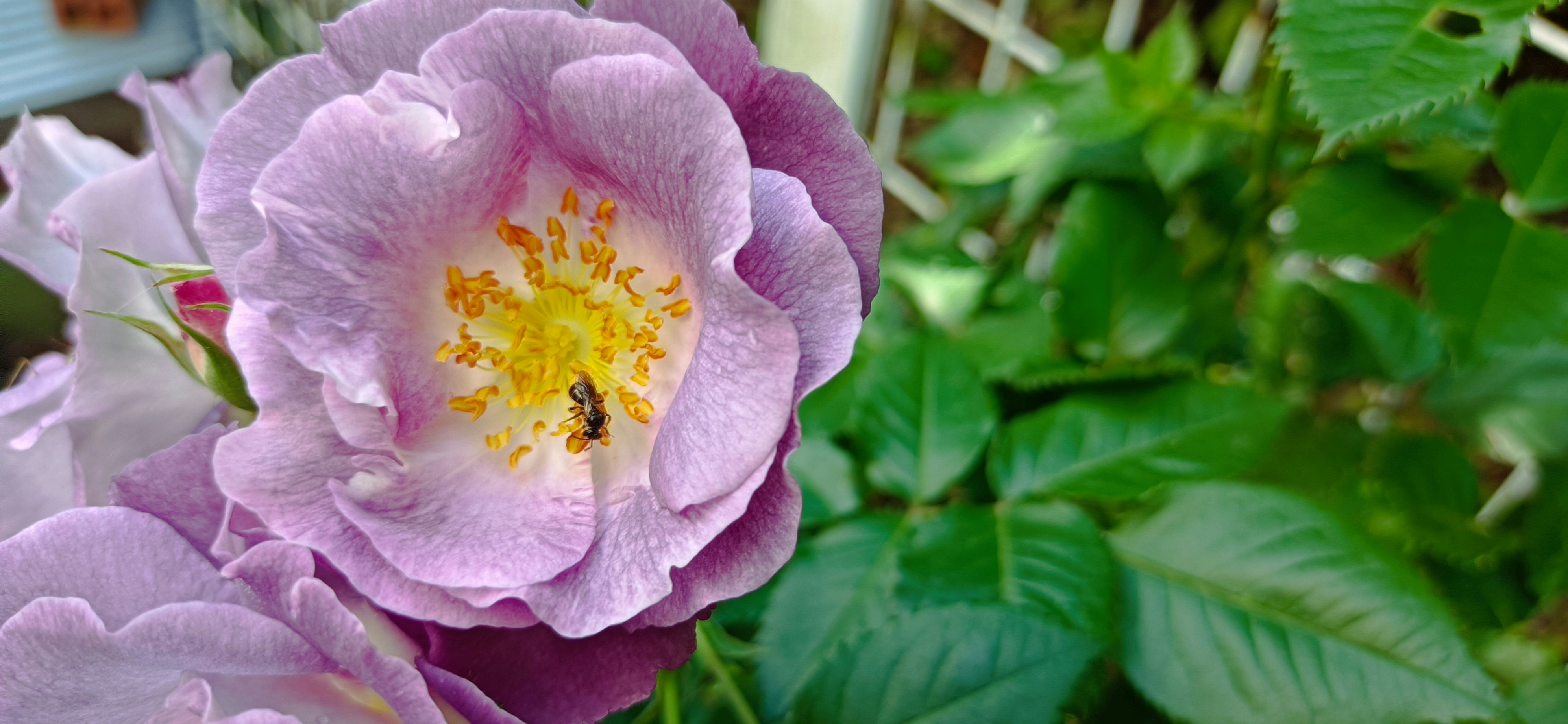 A flower with a small bee collecting nectar from a blue rose in spring