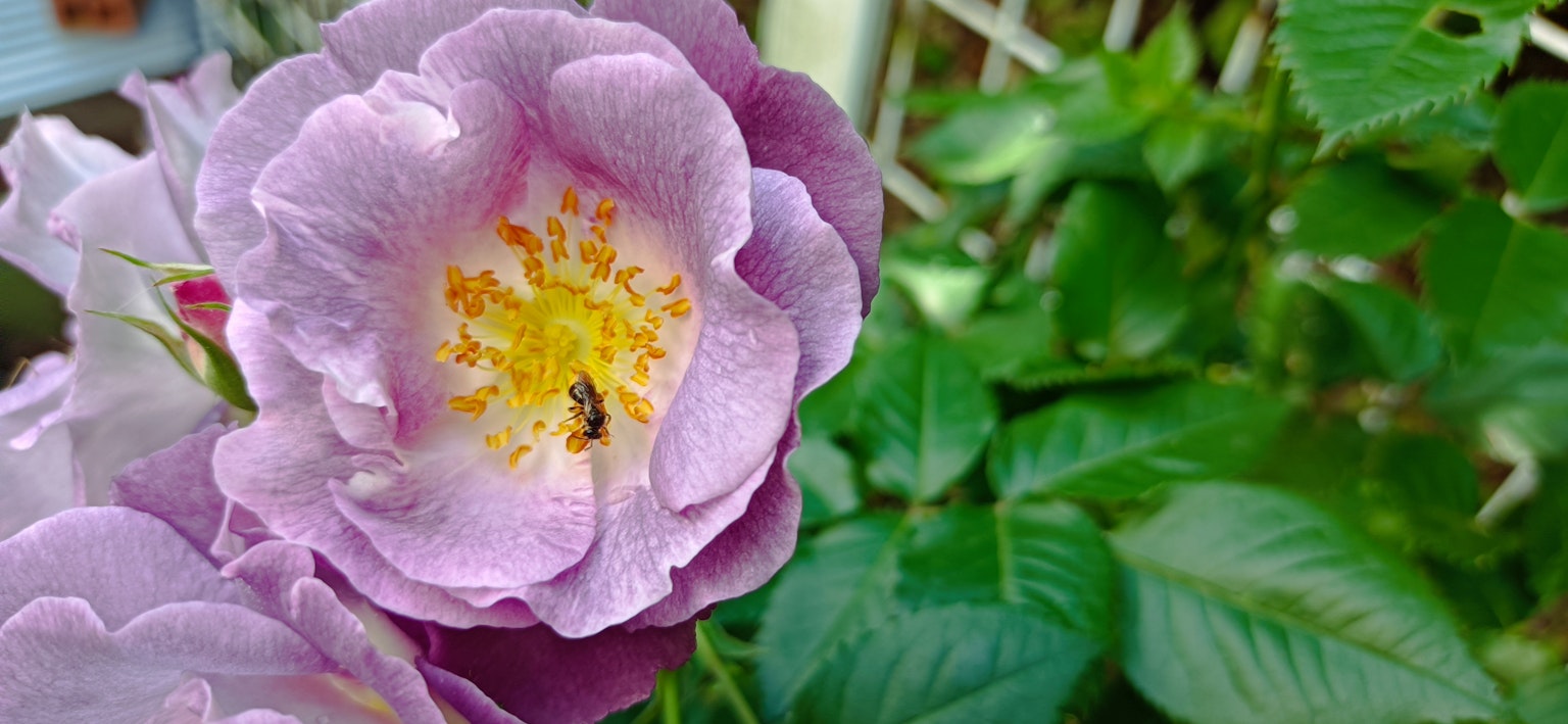 Nahaufnahme einer hellvioletten Blume mit grünen Blättern und gelben Staubblättern in der Mitte