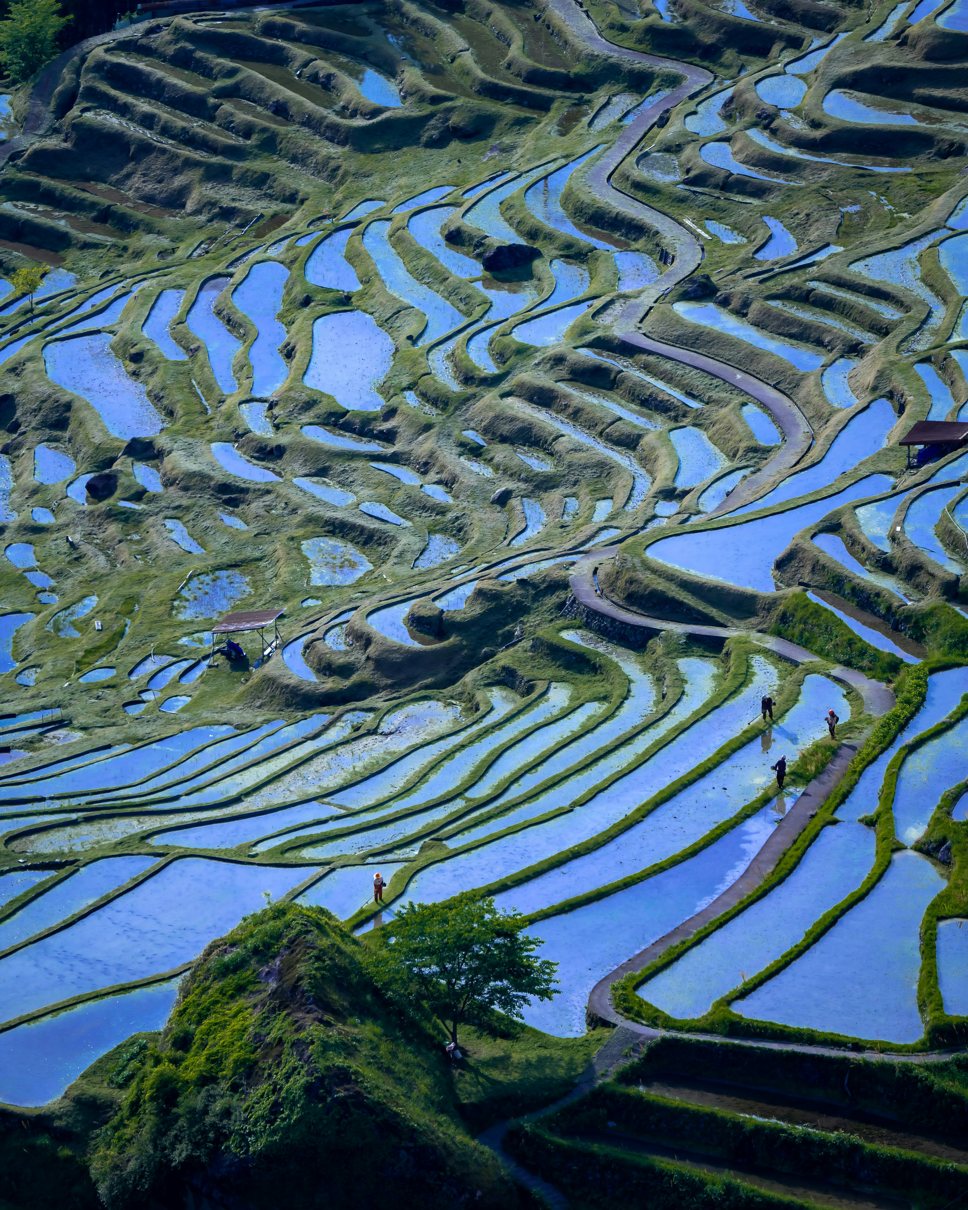 蛇行する川と段々畑のある棚田風景