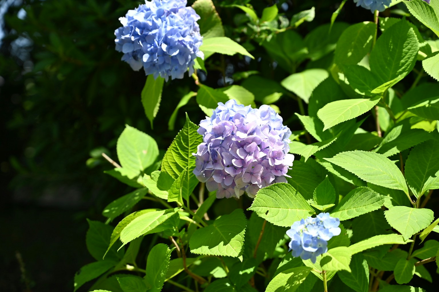 Blaue und lila Hortensienblüten mit üppigem grünem Laub
