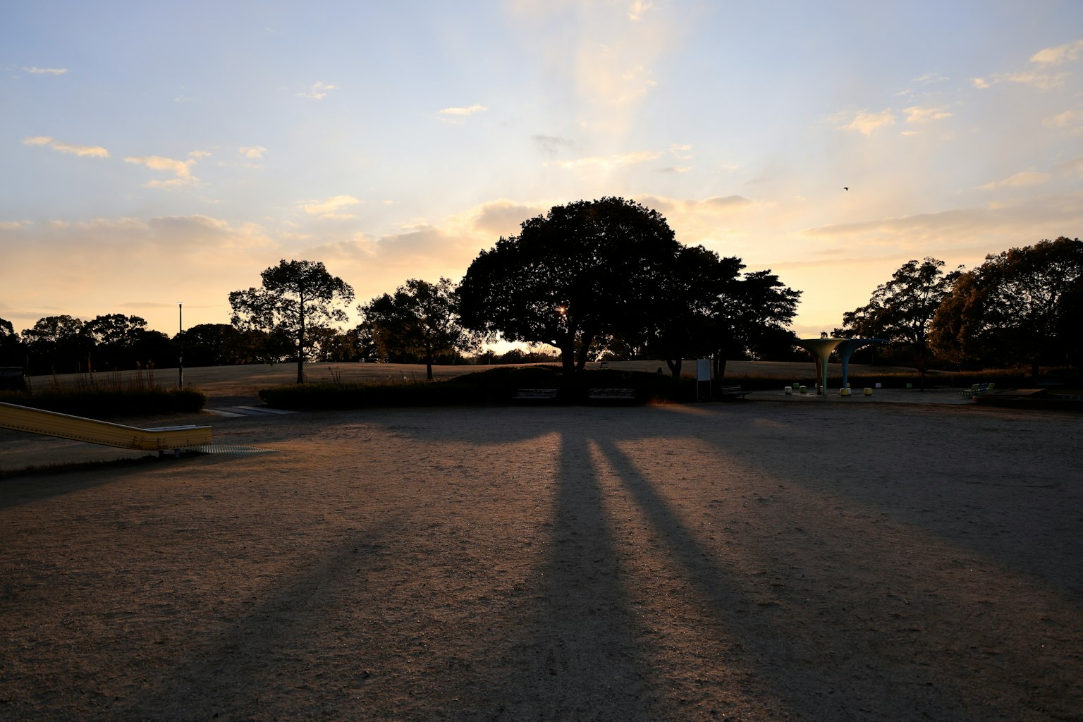 Silhouette of trees against a sunset sky casting long shadows