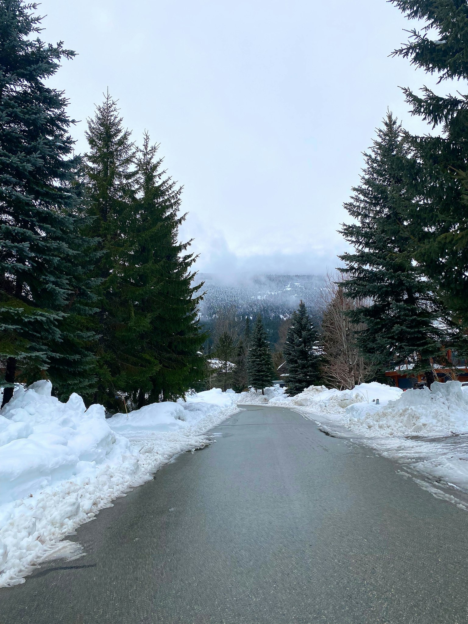 Snow-covered road flanked by tall evergreen trees
