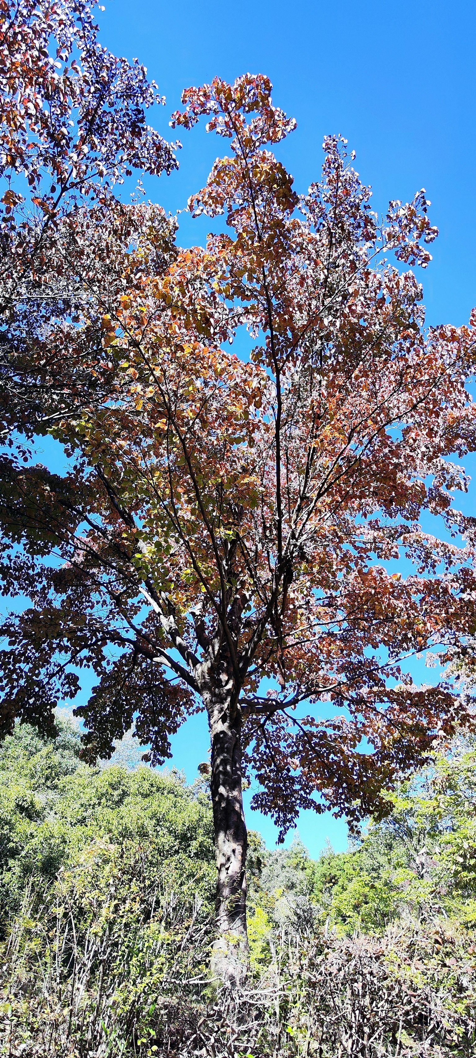 A tree with brown leaves under a blue sky