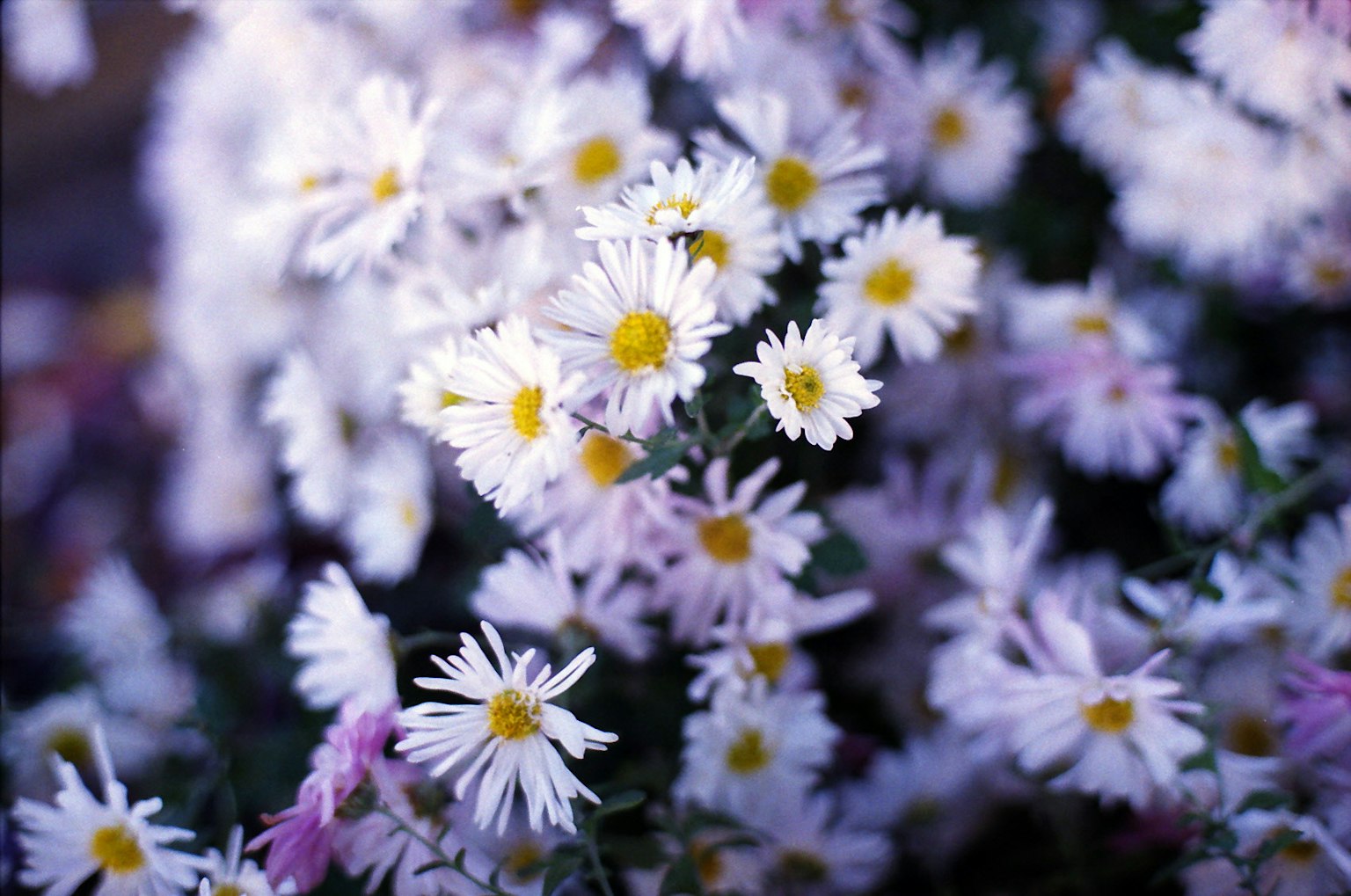 Primo piano di piccoli fiori con petali bianchi e centri gialli