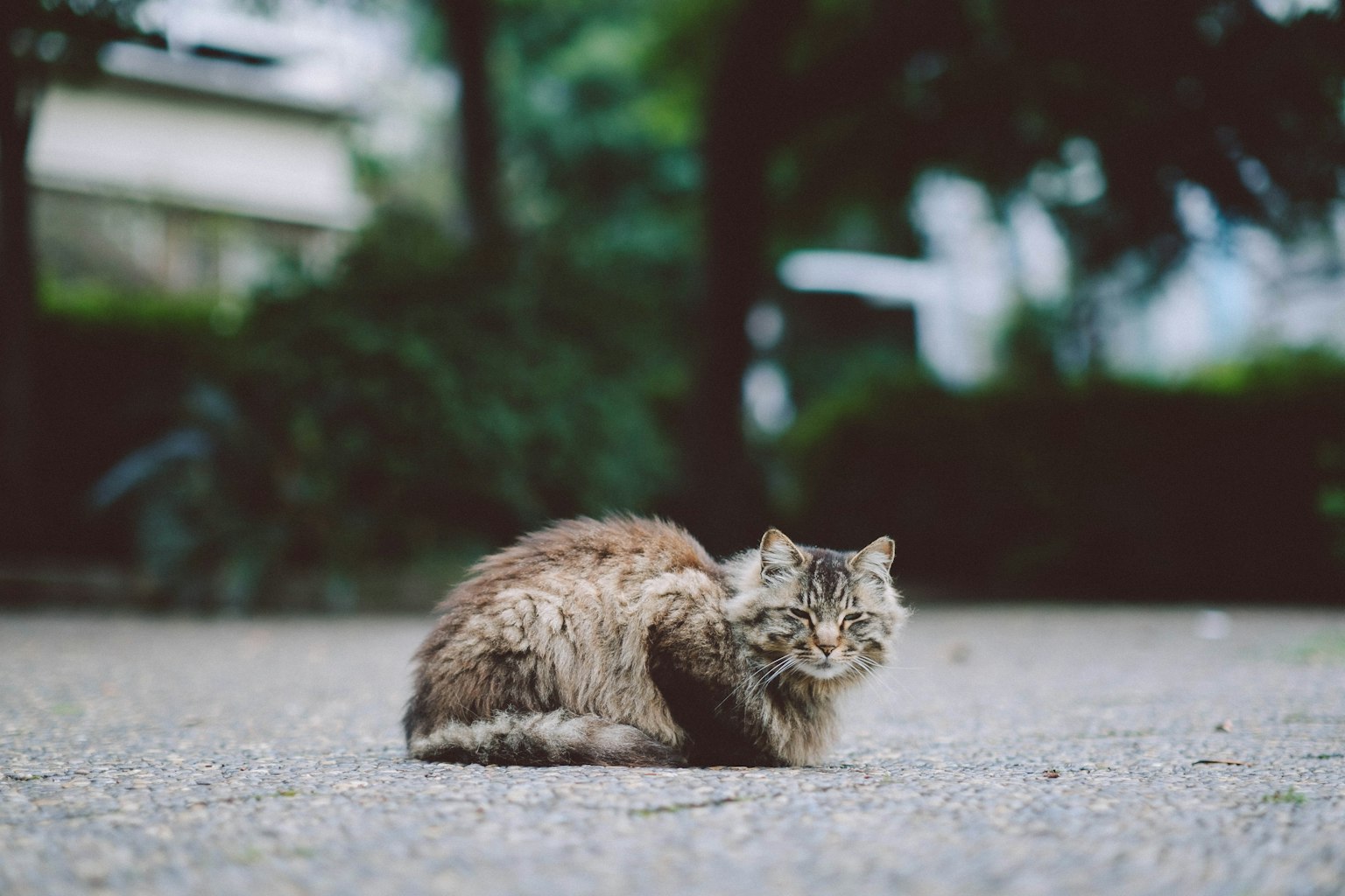 Gato esponjoso sentado en el suelo rodeado de plantas verdes