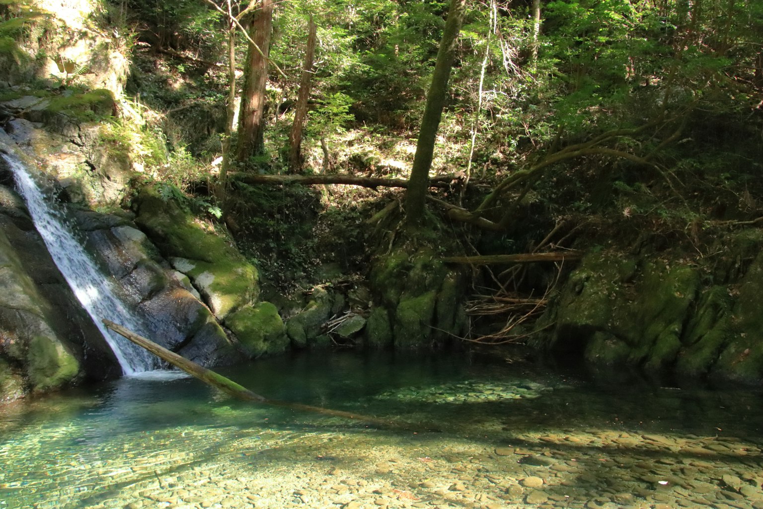 Air terjun kecil dan kolam di hutan yang rimbun