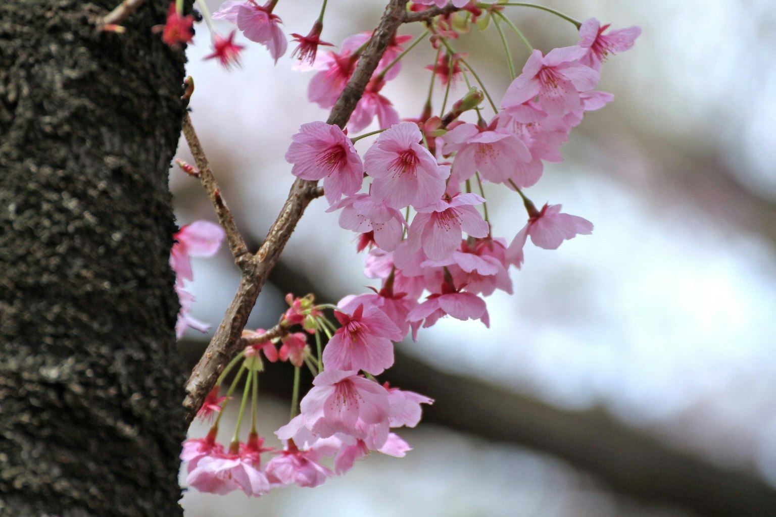 Primo piano di fiori di ciliegio su un ramo di albero