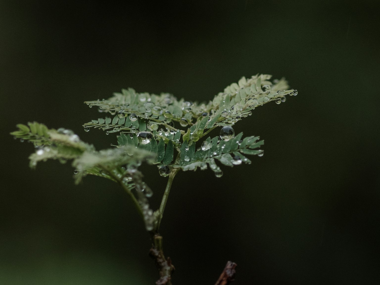 Gros plan d'une feuille verte avec des gouttes d'eau